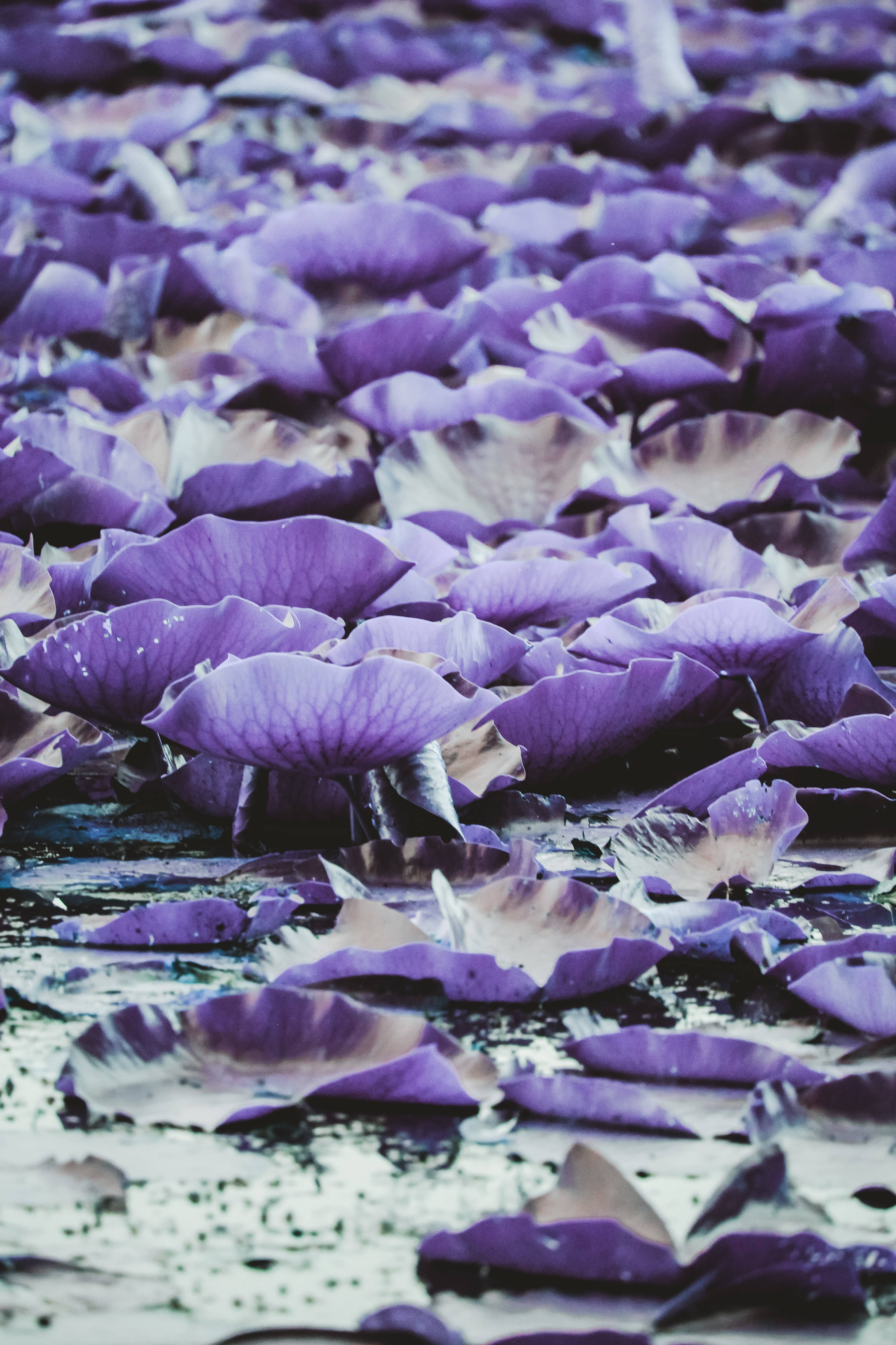 Mørke Lilla Æstetiske Åkander Wallpapers