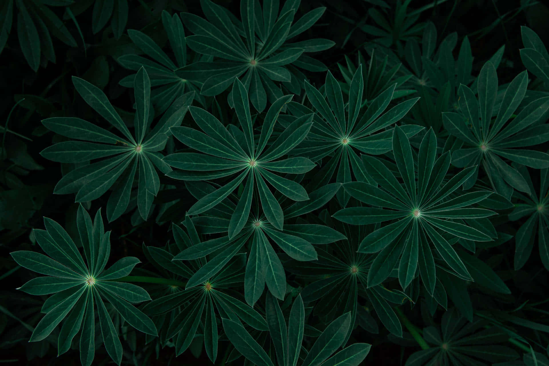 Mørkegrøn Ensfarvet Tapet Wallpapers