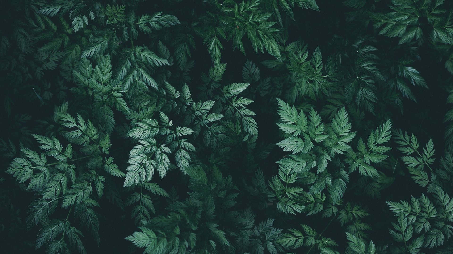 Mørkegrøn æstetisk naturinspireret baggrund Wallpapers