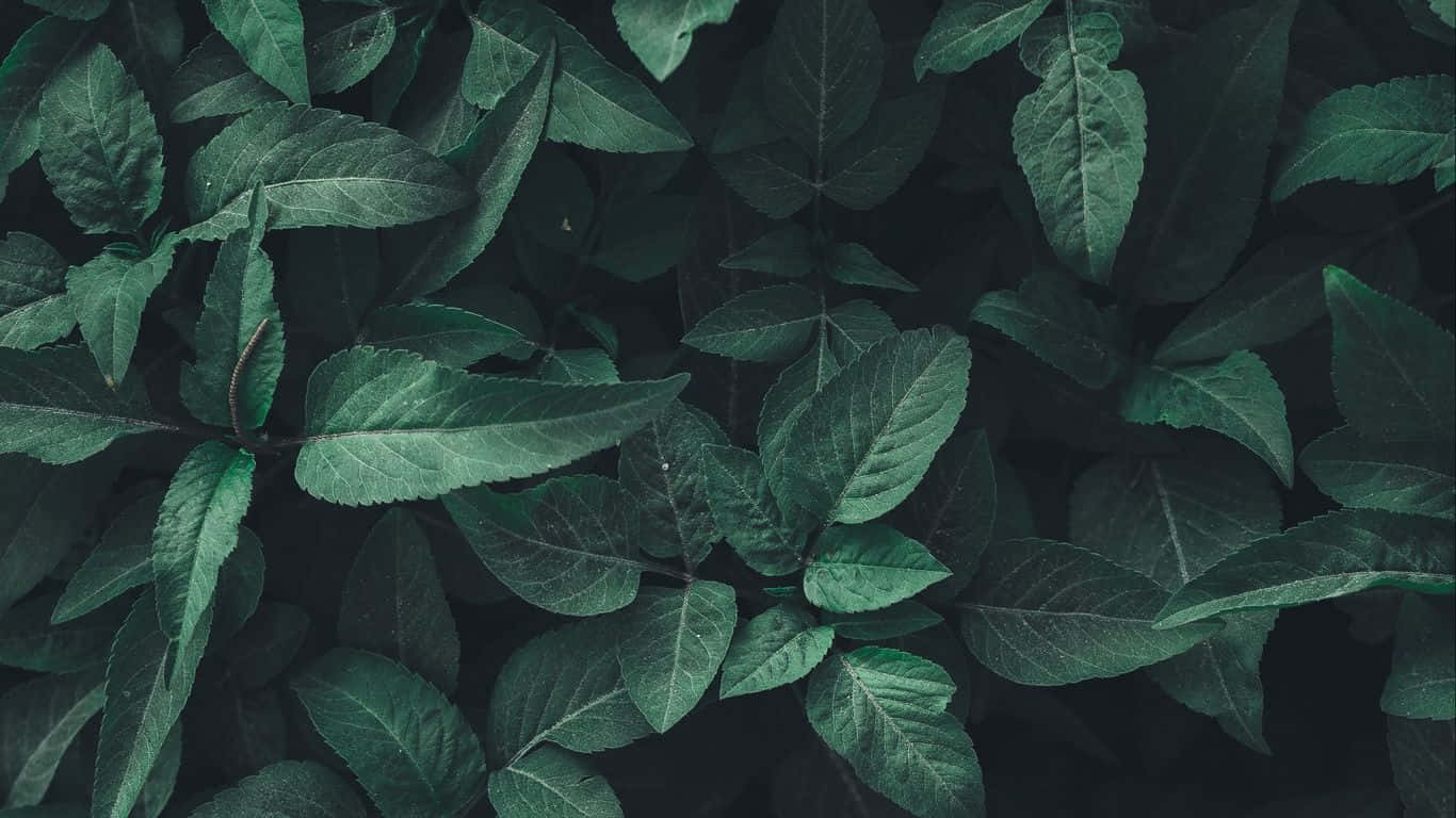 Mørkegrøn æstetisk skovbaggrund Wallpapers