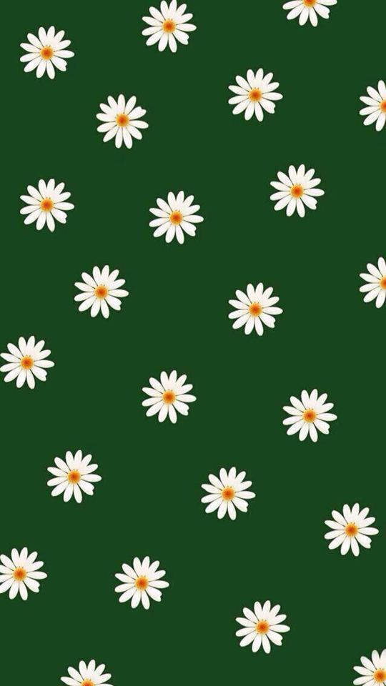 Mørkegrønne hvide blomster Wallpapers