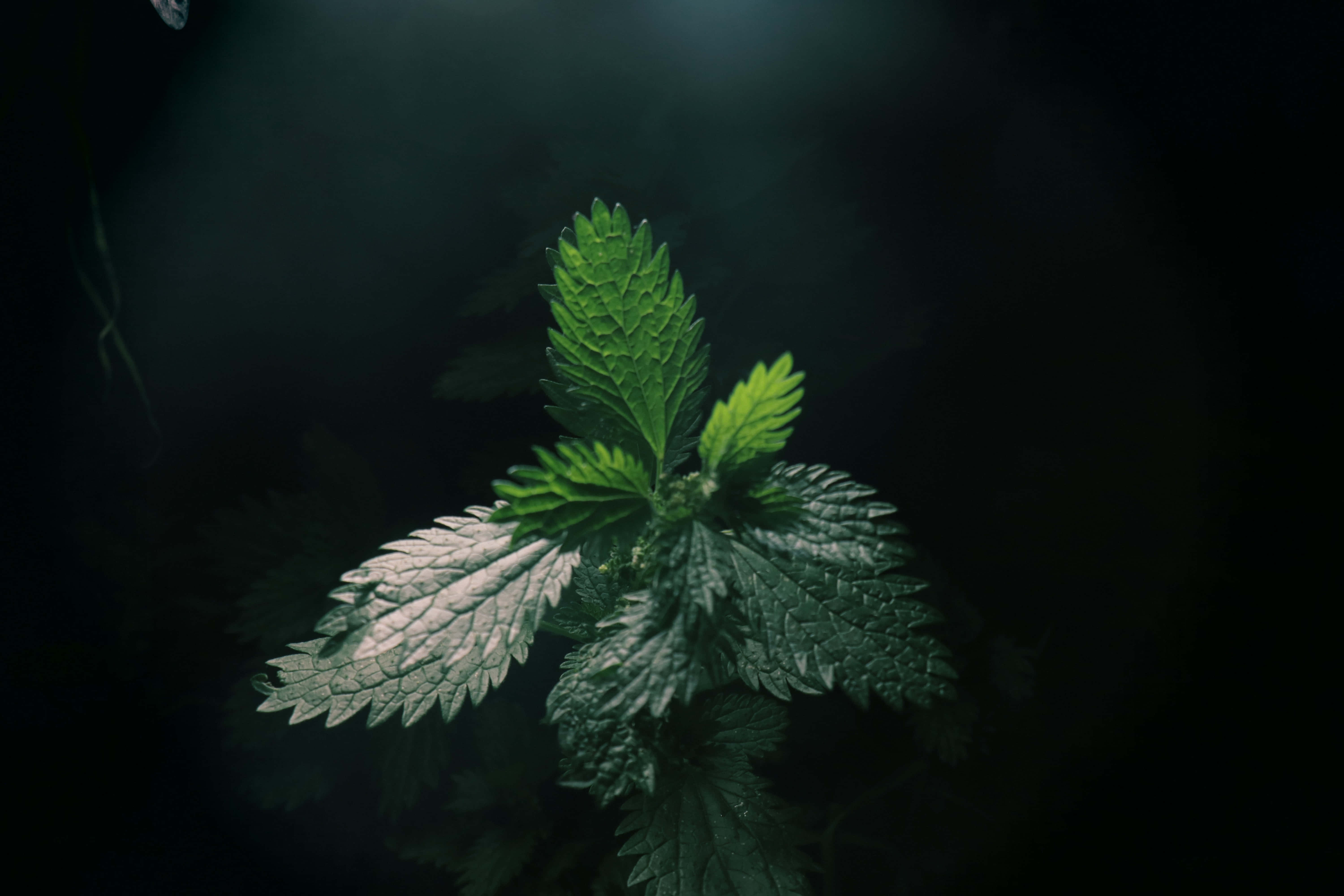 Mørkegrønne æstetiske billeder Wallpapers