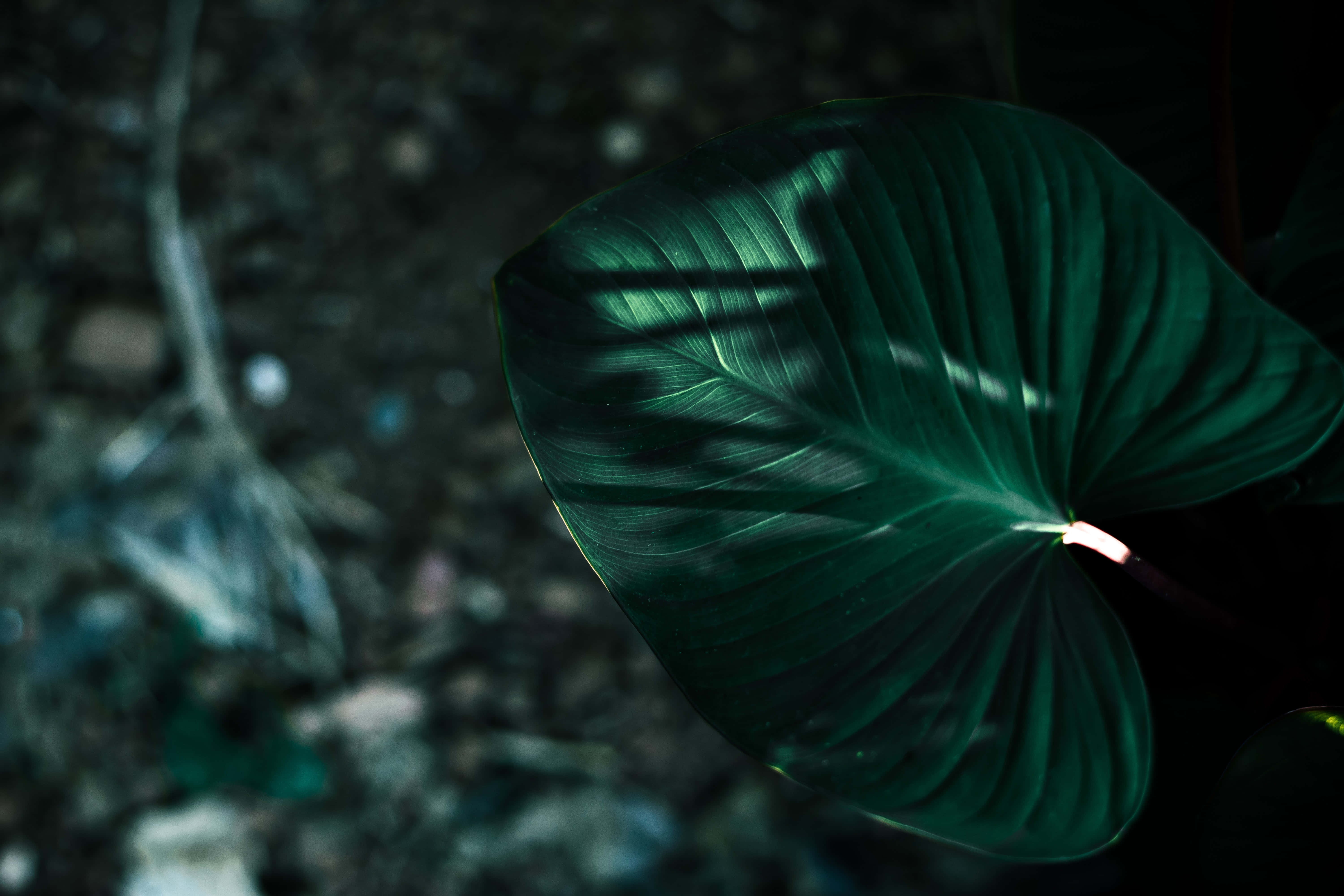 Mørkegrønne æstetiske billeder Wallpapers
