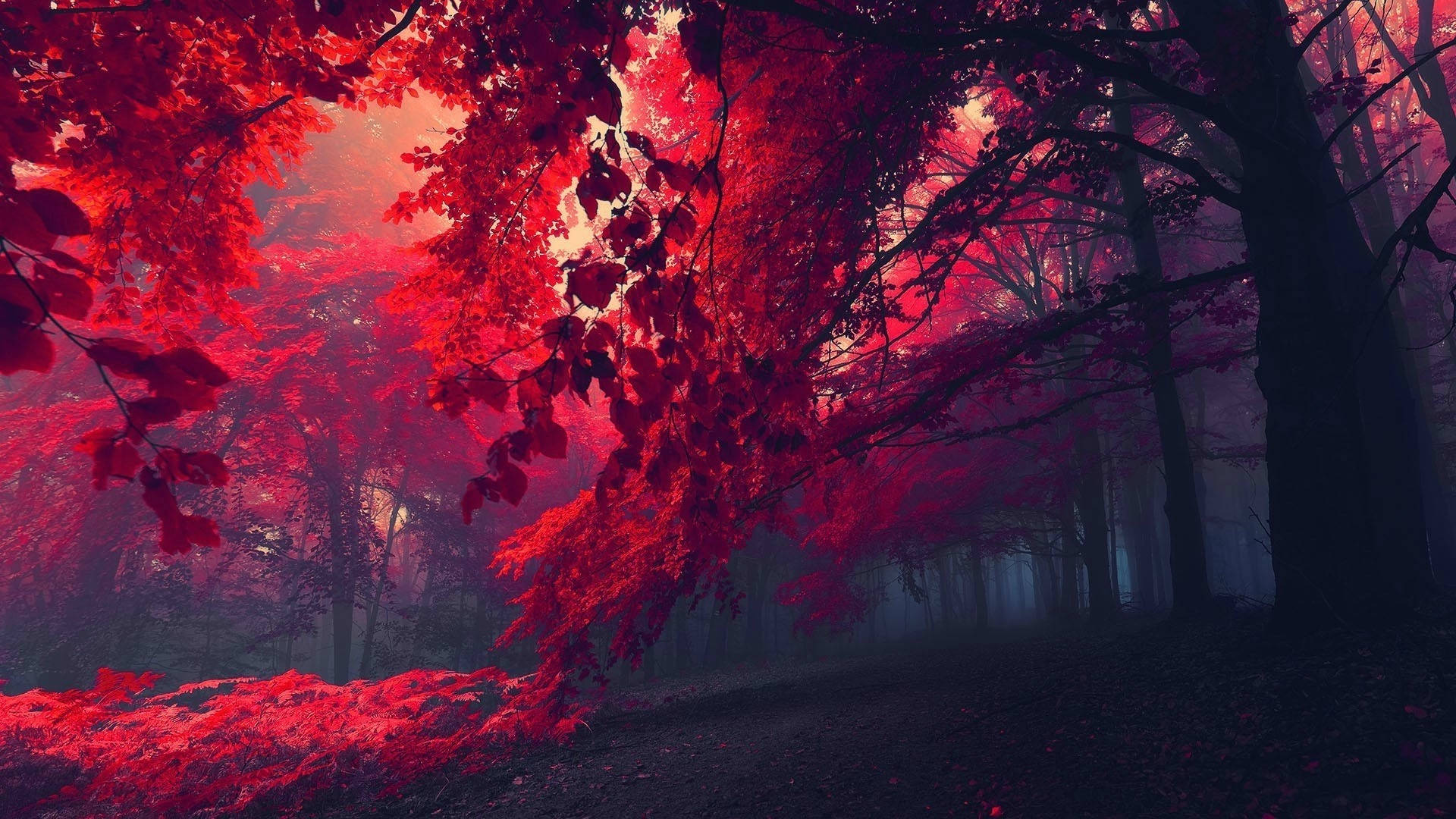 Mørkerød skovfotografi Wallpapers