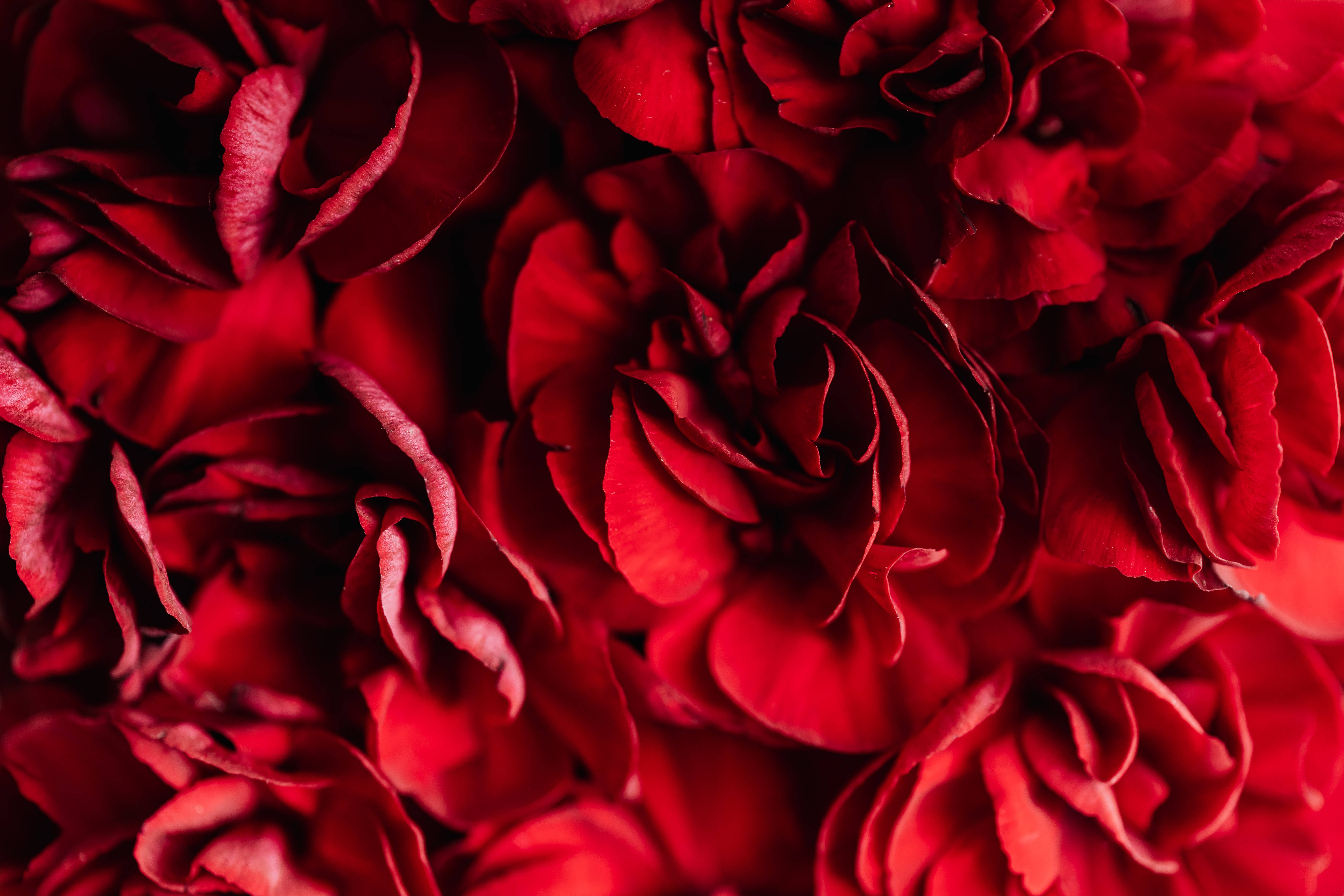 Mørkerøde blomsterblade Wallpapers