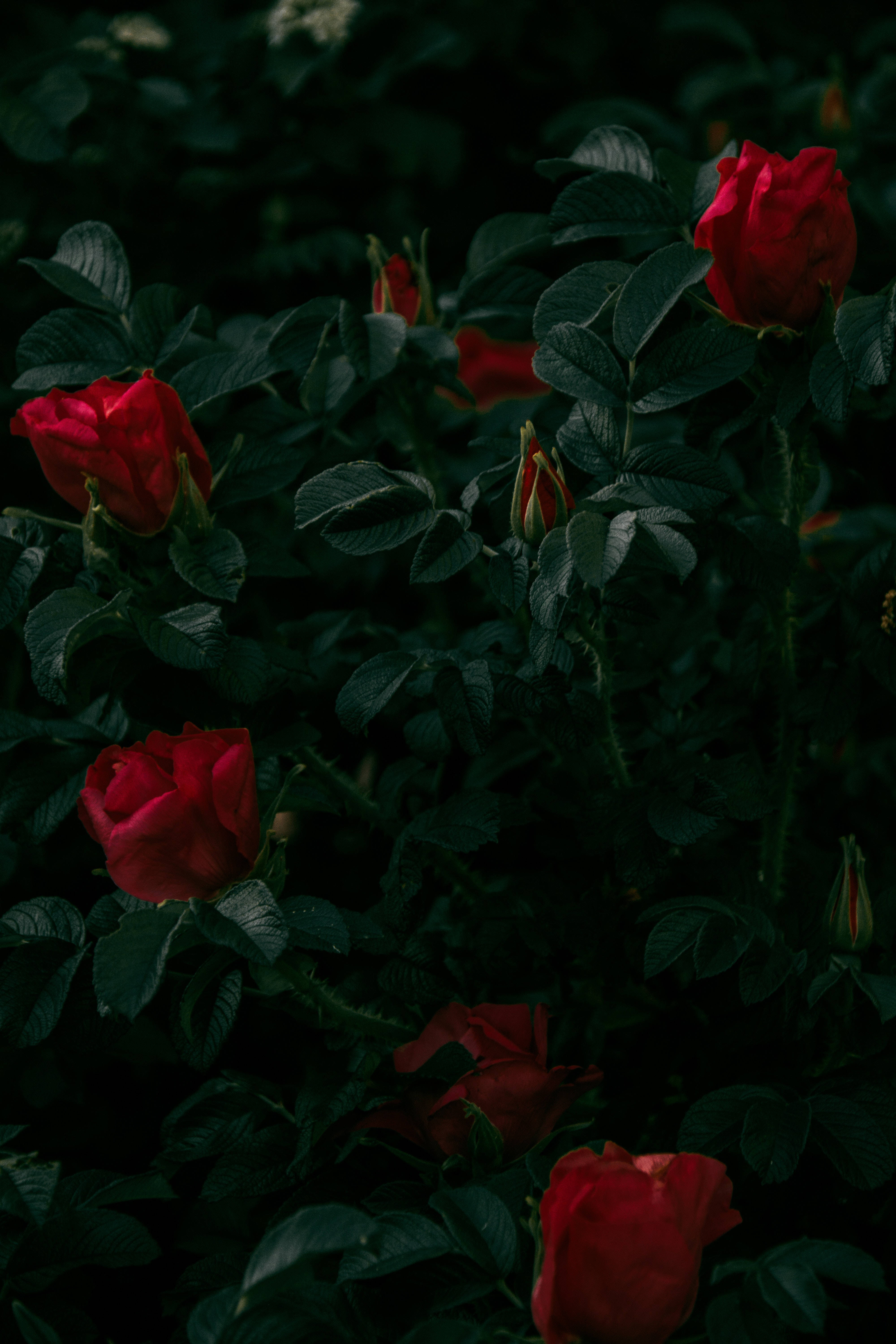 Mørkerøde roser Wallpapers