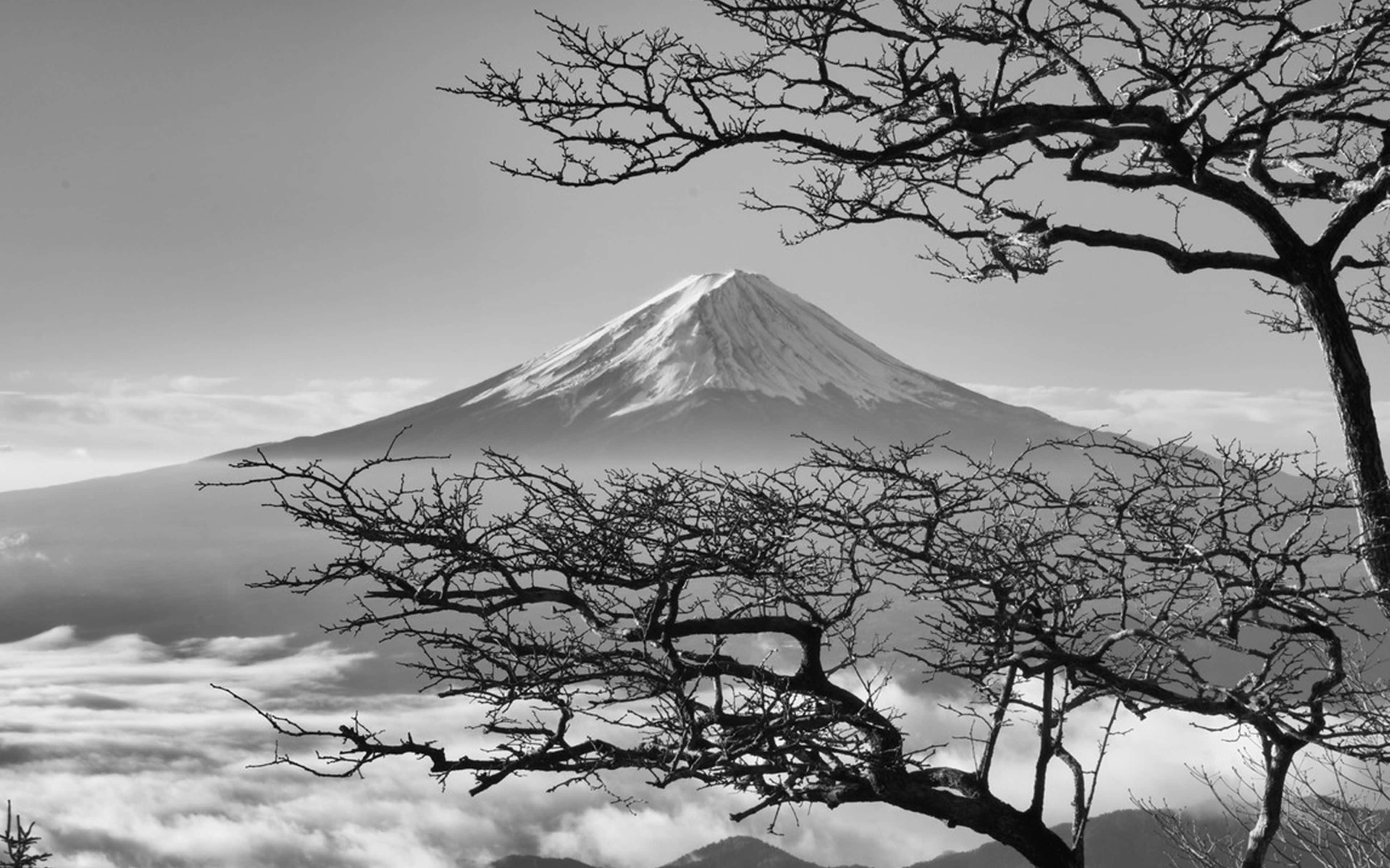 Mørkt japansk Fuji-bjerg med kirsebærblomster Wallpapers