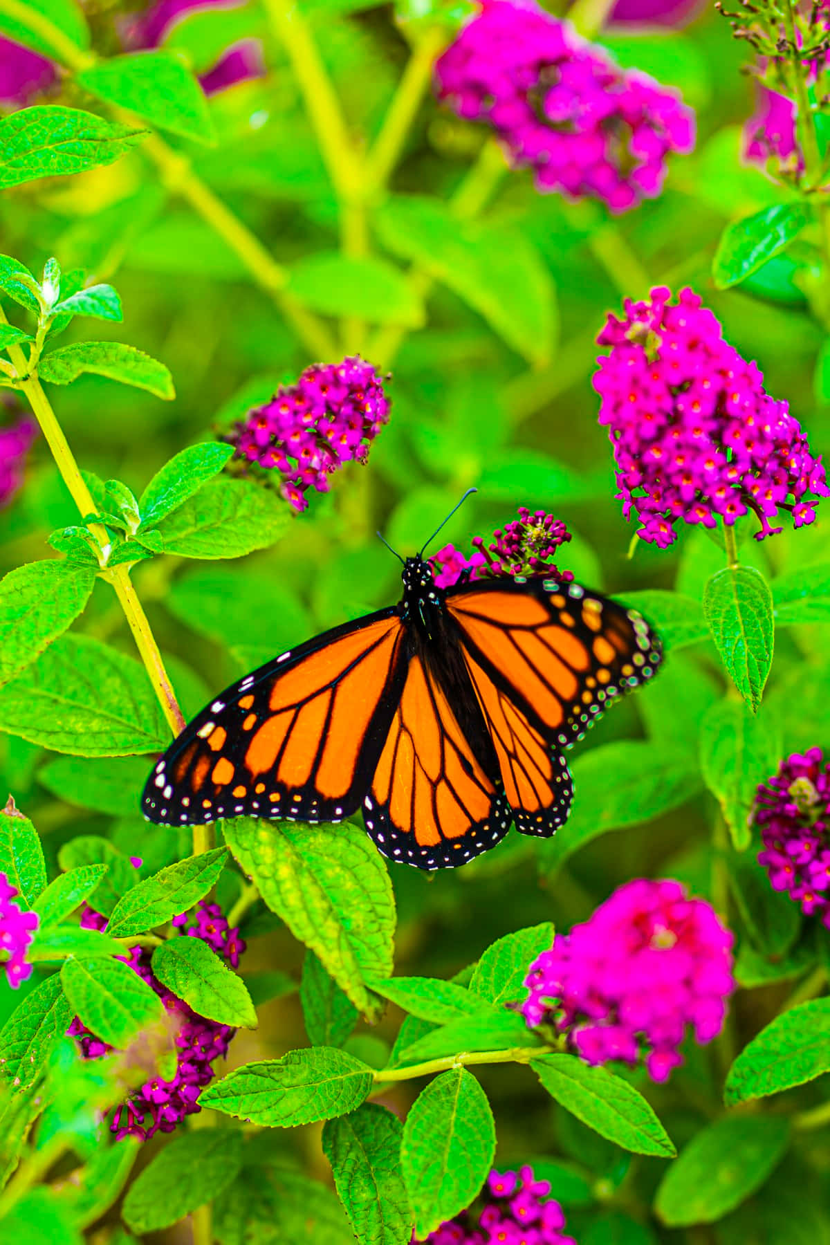 Mættede farver blomster og sommerfugle Wallpapers