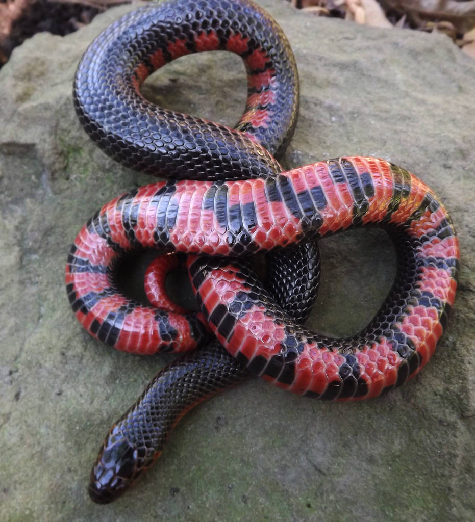 Mud Snake Soler på en Sten Wallpapers