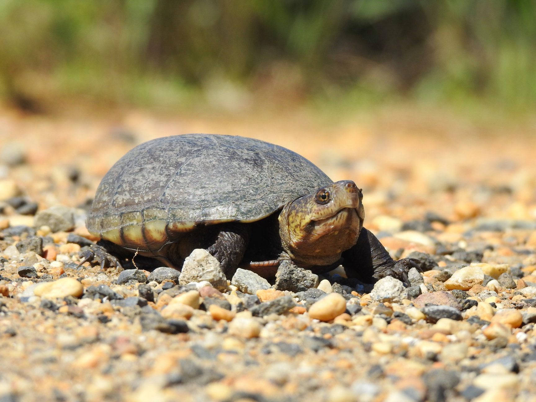 Mudder skildpadde koldblodet dyr Wallpapers