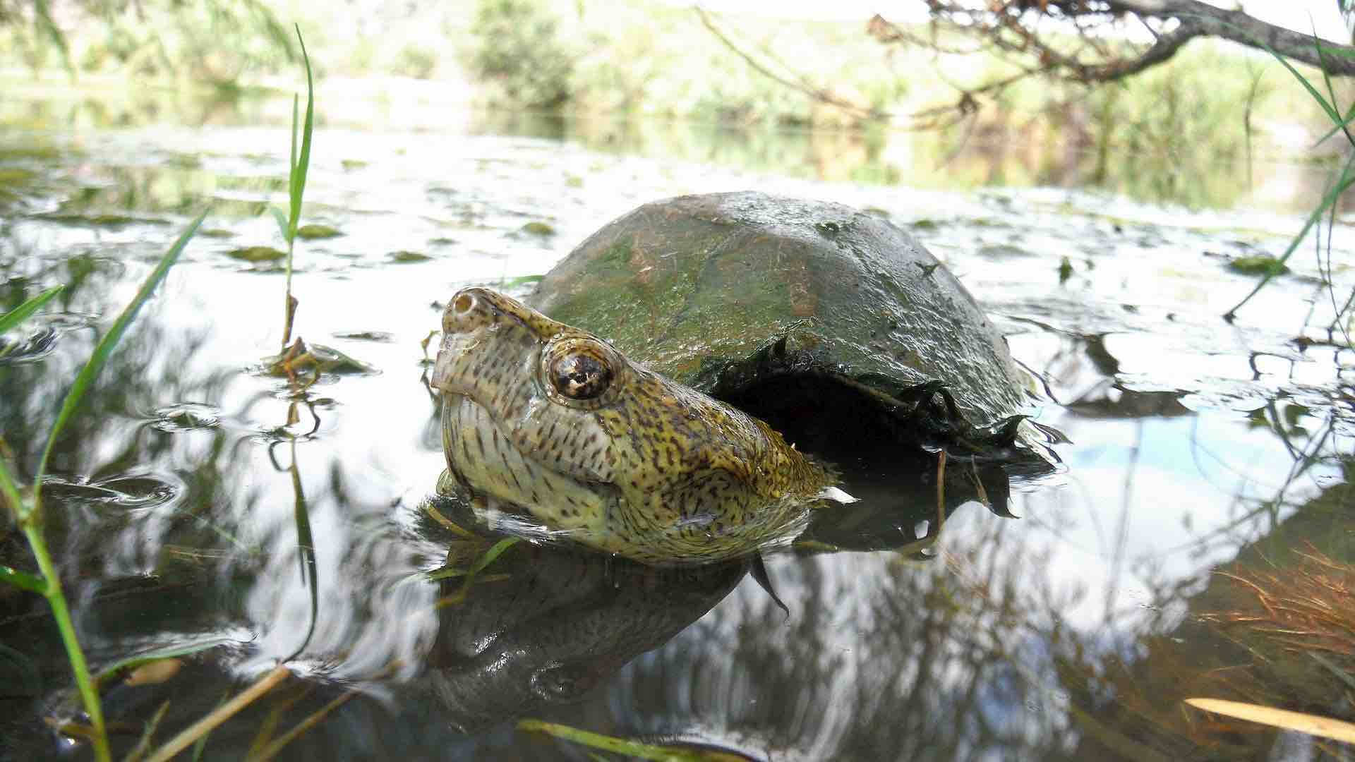 Mudderskildpadde svømmer i en flod Wallpapers