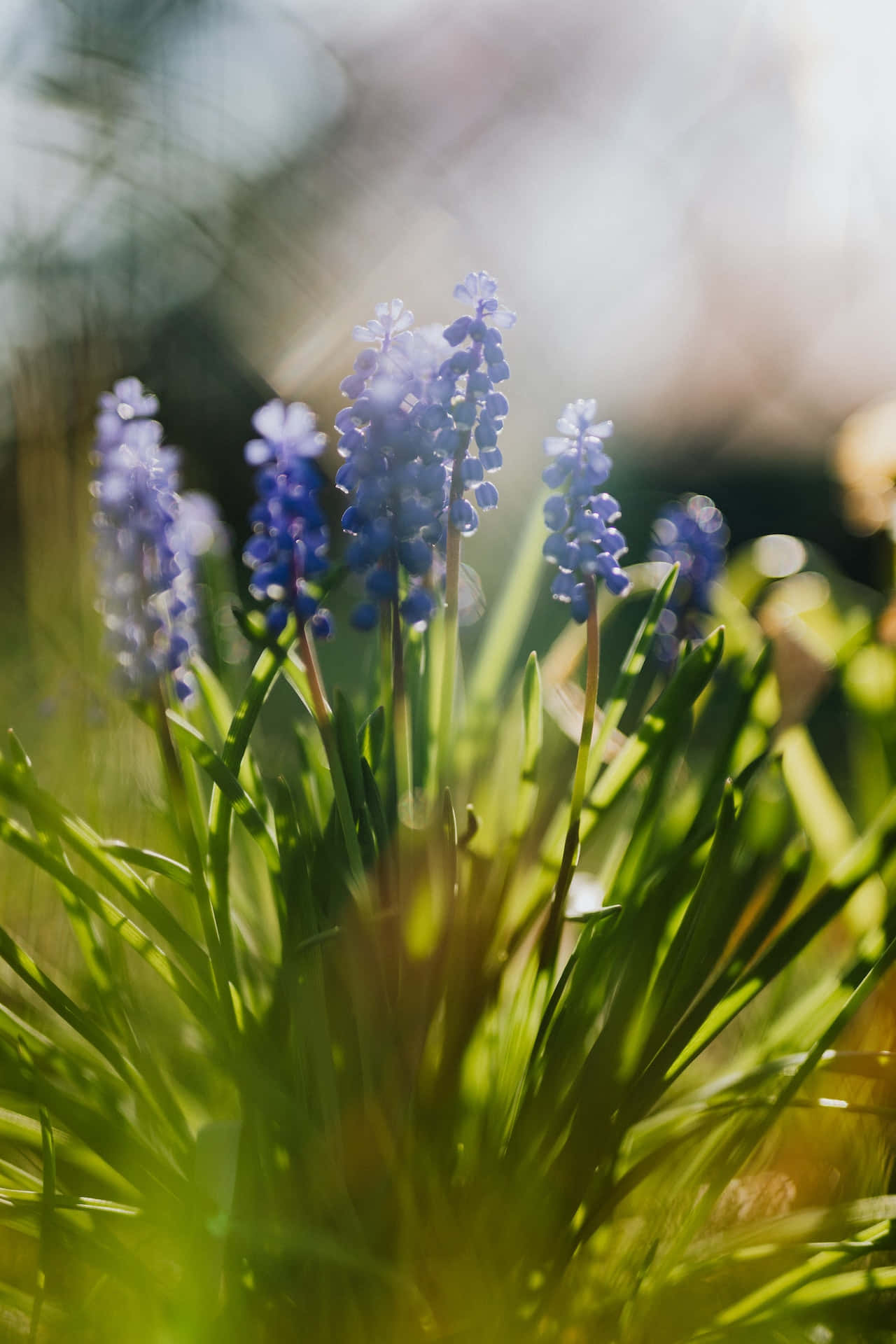 Muscari blå blomster telefon Wallpapers