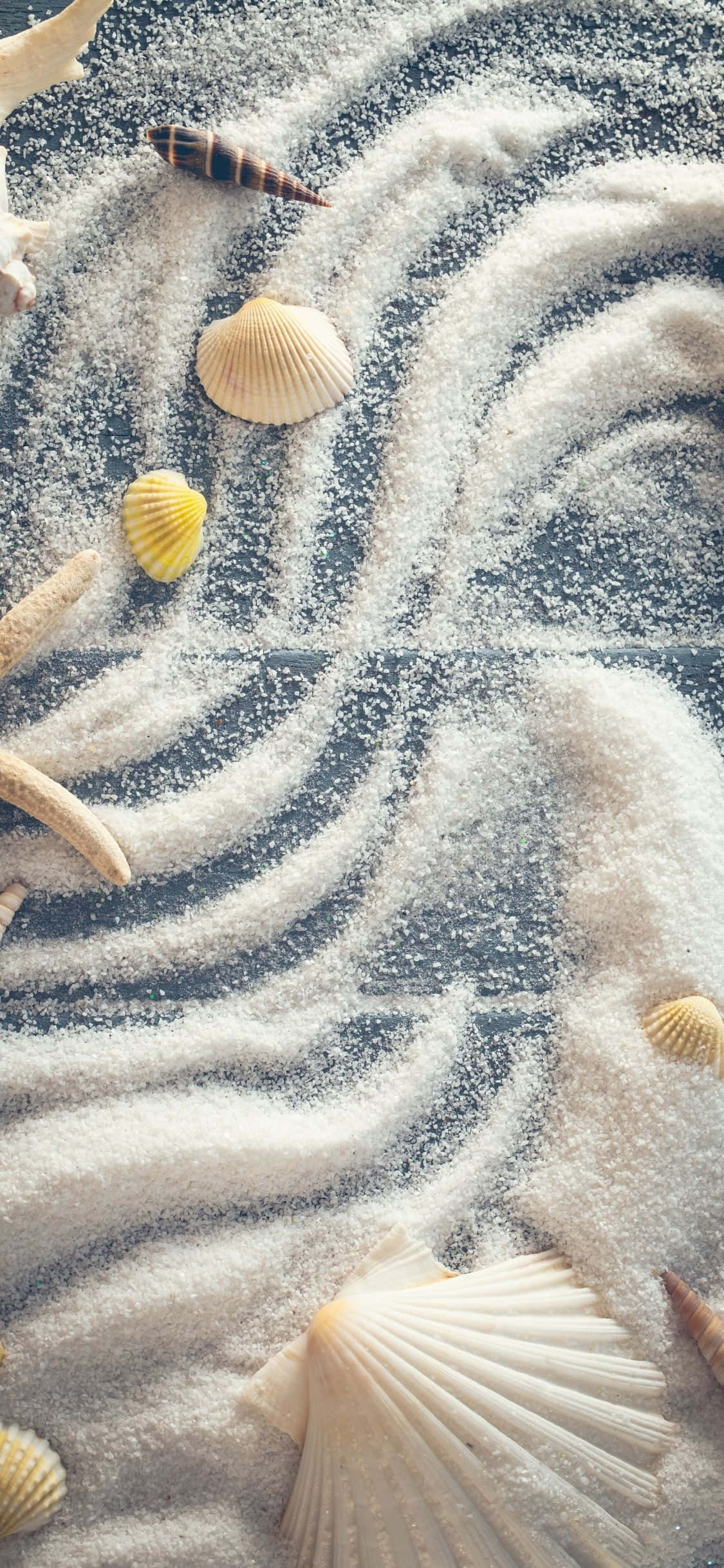Muslingeskaller med hvidt pulver iPhone X sommerbaggrund Wallpapers