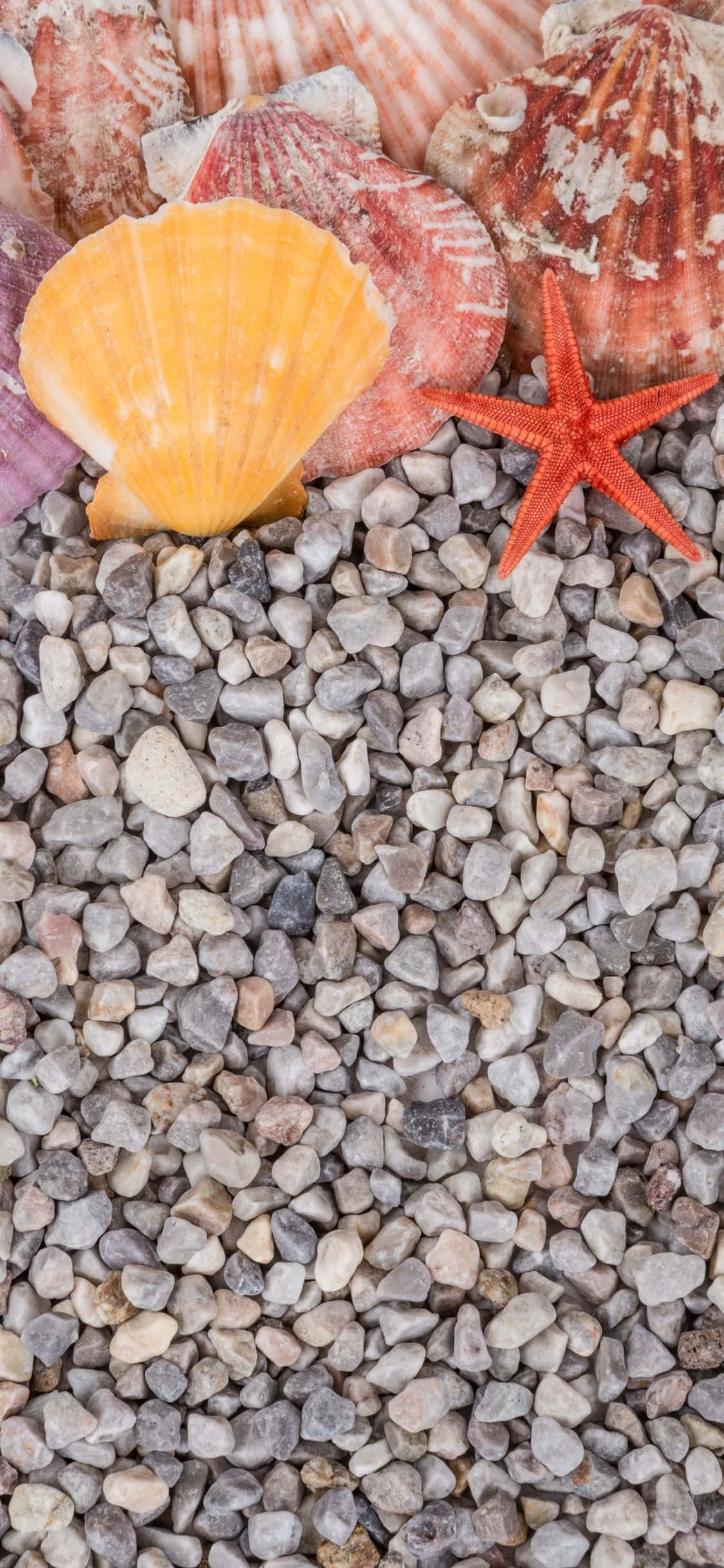 Muslingeskaller På Sten Småsten iPhone X Sommerbaggrund Wallpapers
