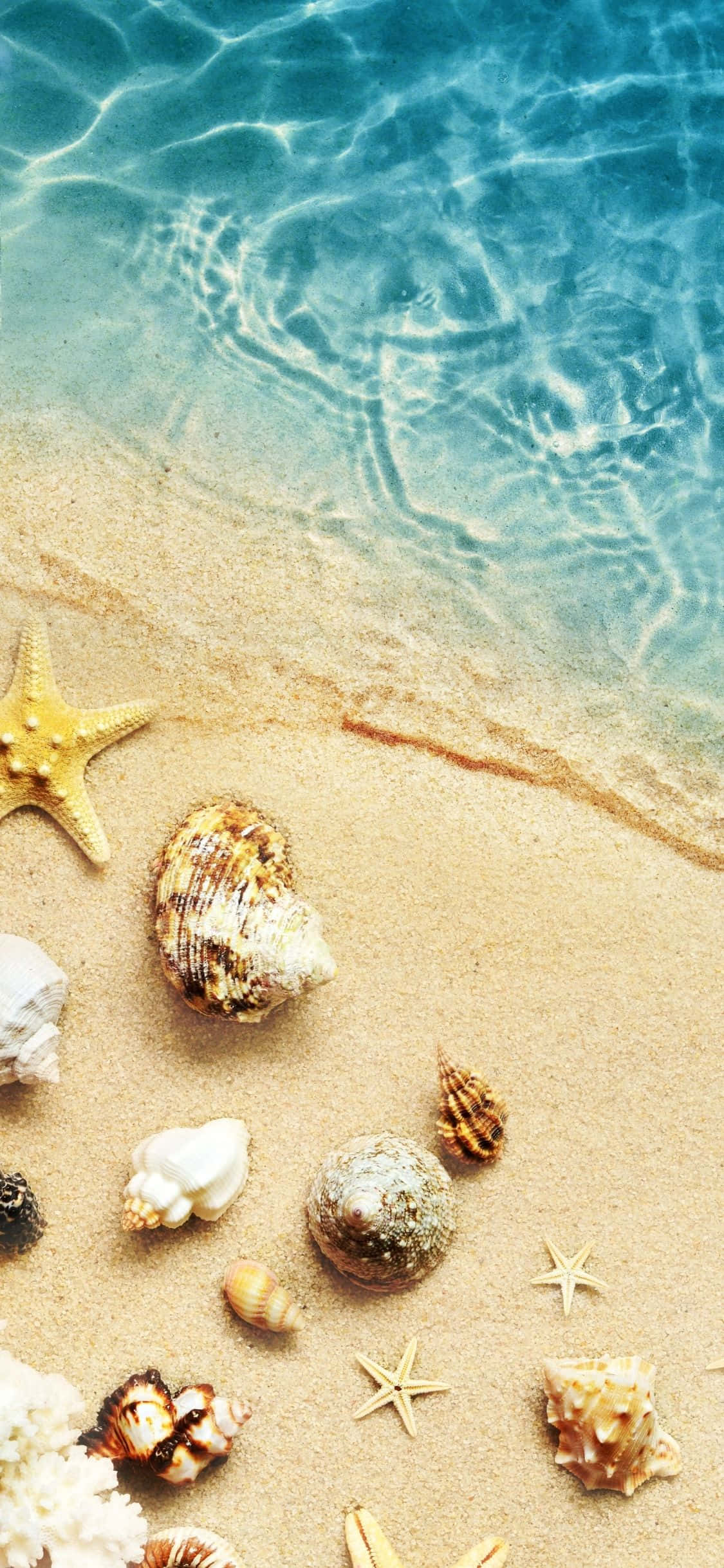 Muslingeskaller ved vandet iPhone X sommerbaggrund Wallpapers