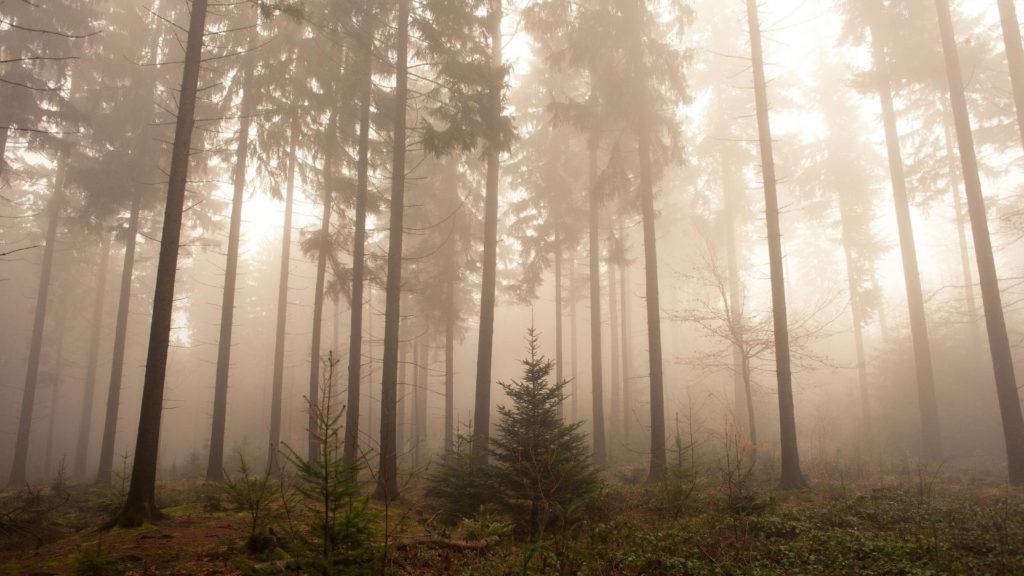 Mystisk tåget skov ved daggry Wallpapers