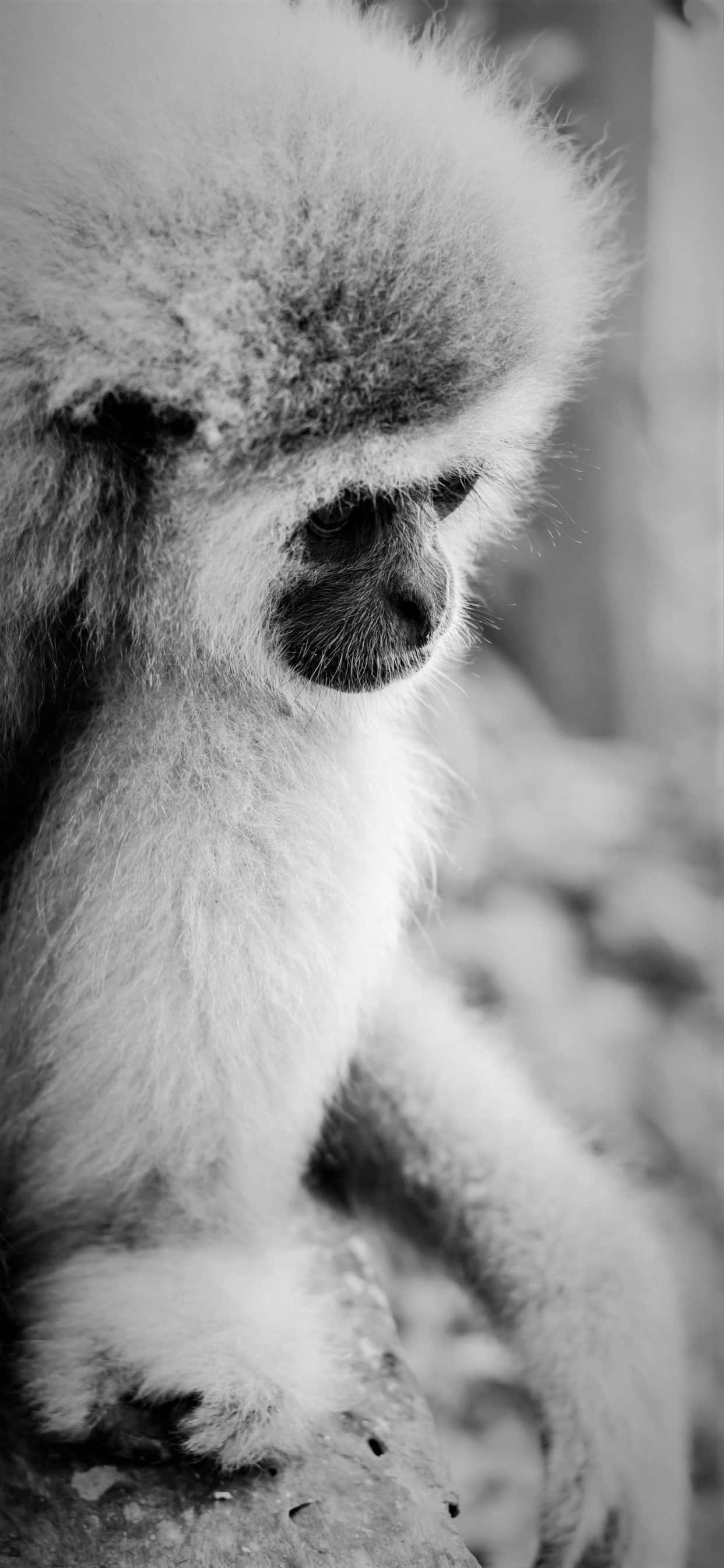Nærbillede af Apple iPhone Xs Max Gibbon Wallpapers