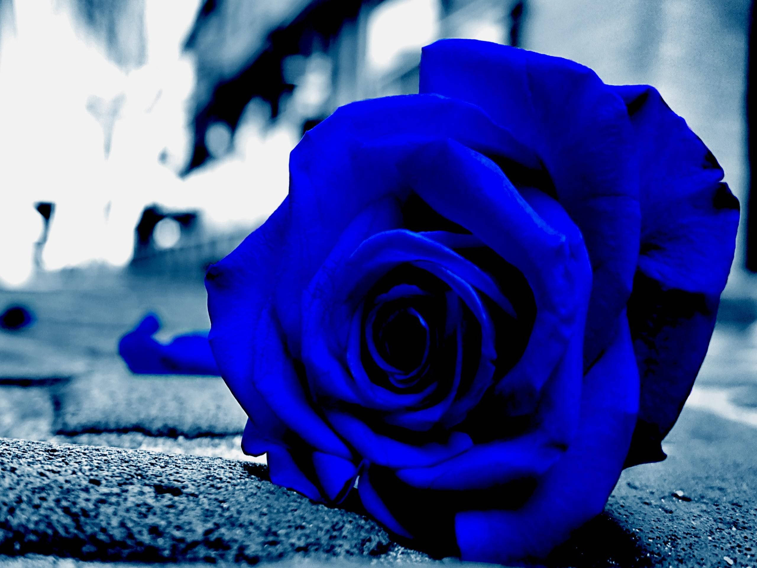 Nærbillede af blå rose æstetik Wallpapers