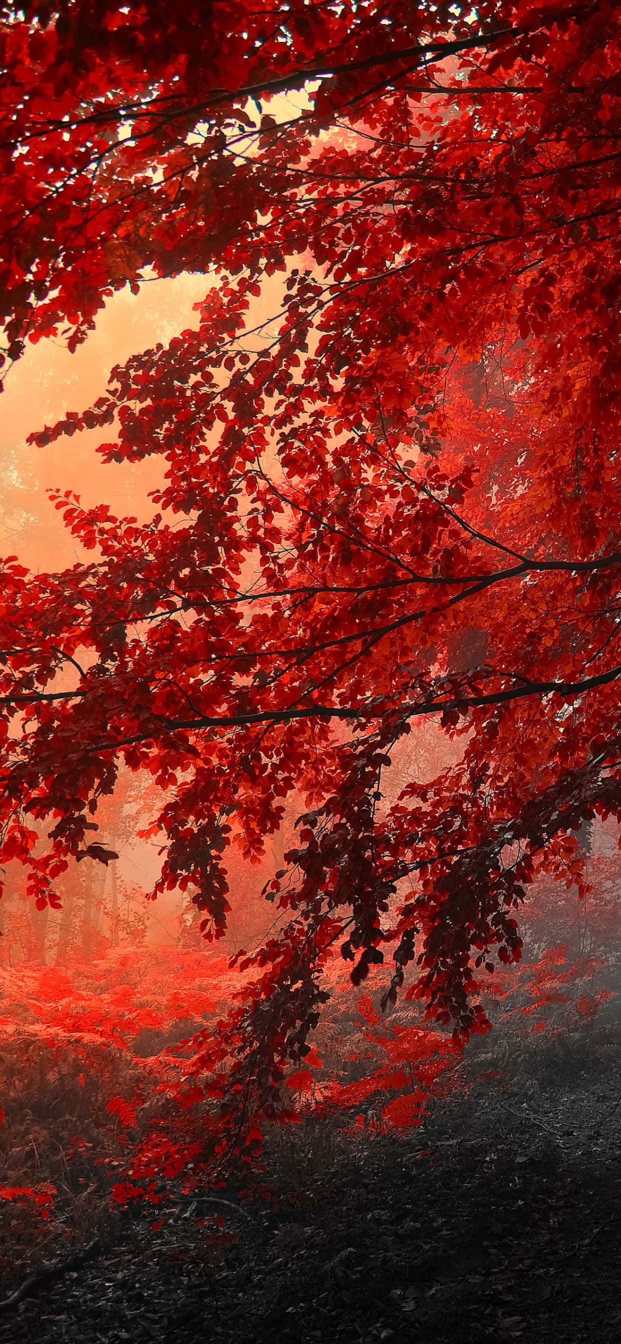 En nærbillede af en levende efterårsbaggrund vist på iPhone Xs Max Wallpapers
