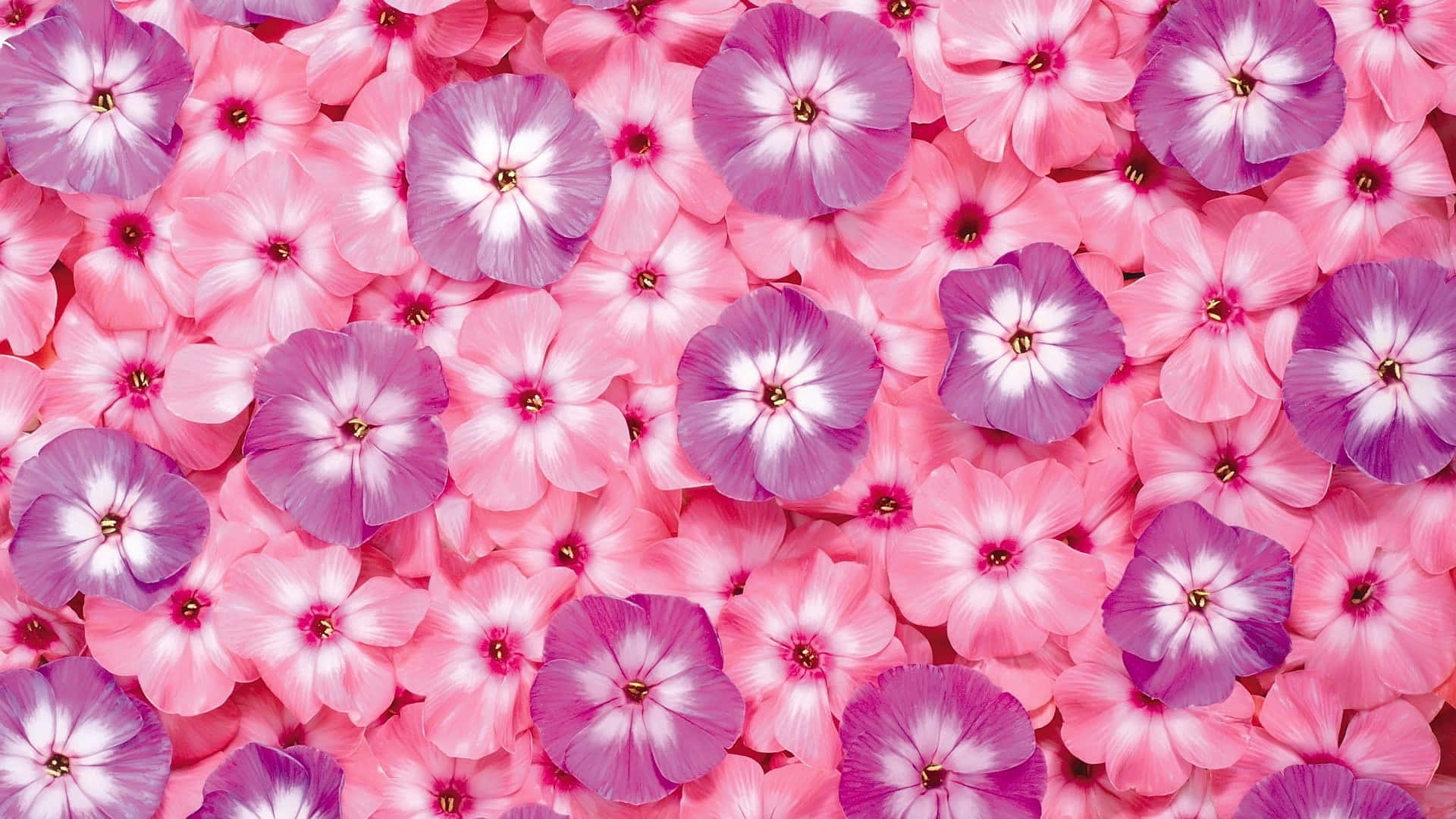 Nærbillede af en smuk lyserød blomst i fuldt flor. Wallpapers