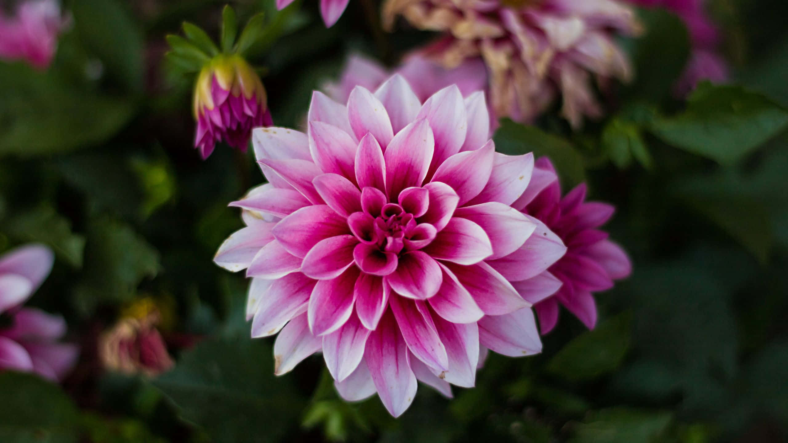 nærbillede af lyserøde dahlia-blomster Wallpapers