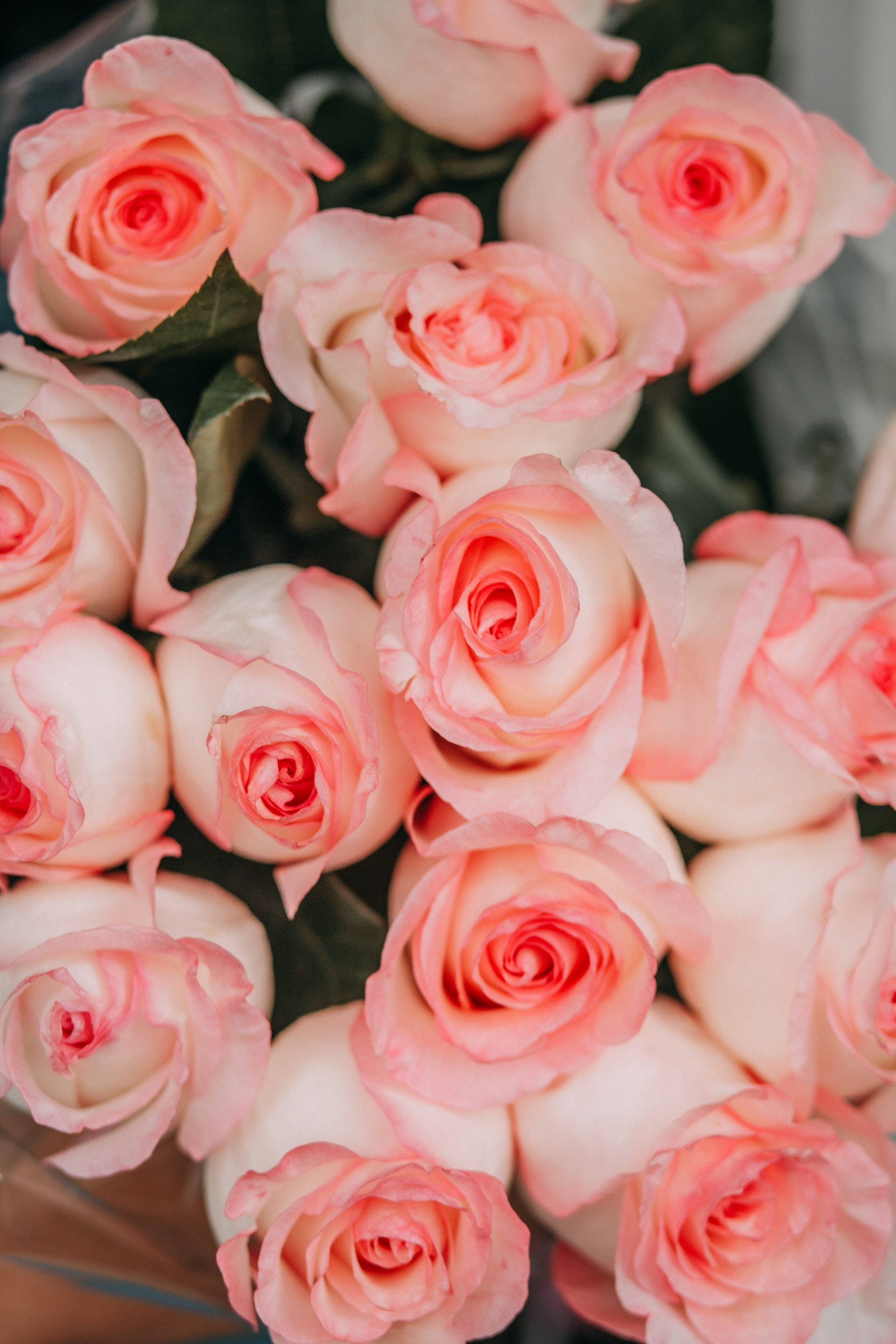Nærbillede af lyserød rose æstetik Wallpapers