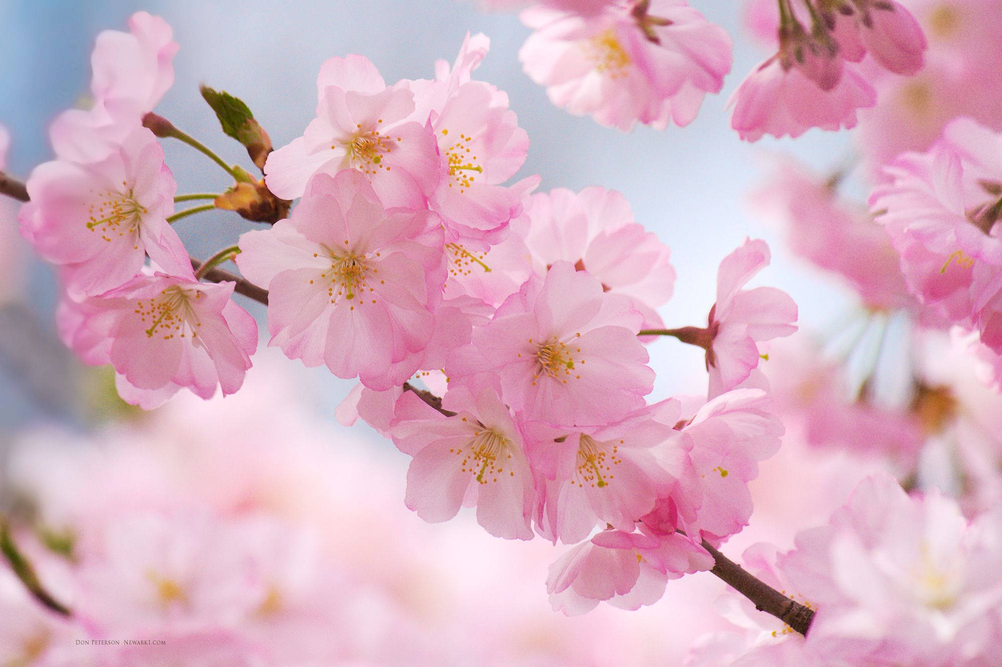 Nærbillede Kirsebærblomst Wallpapers