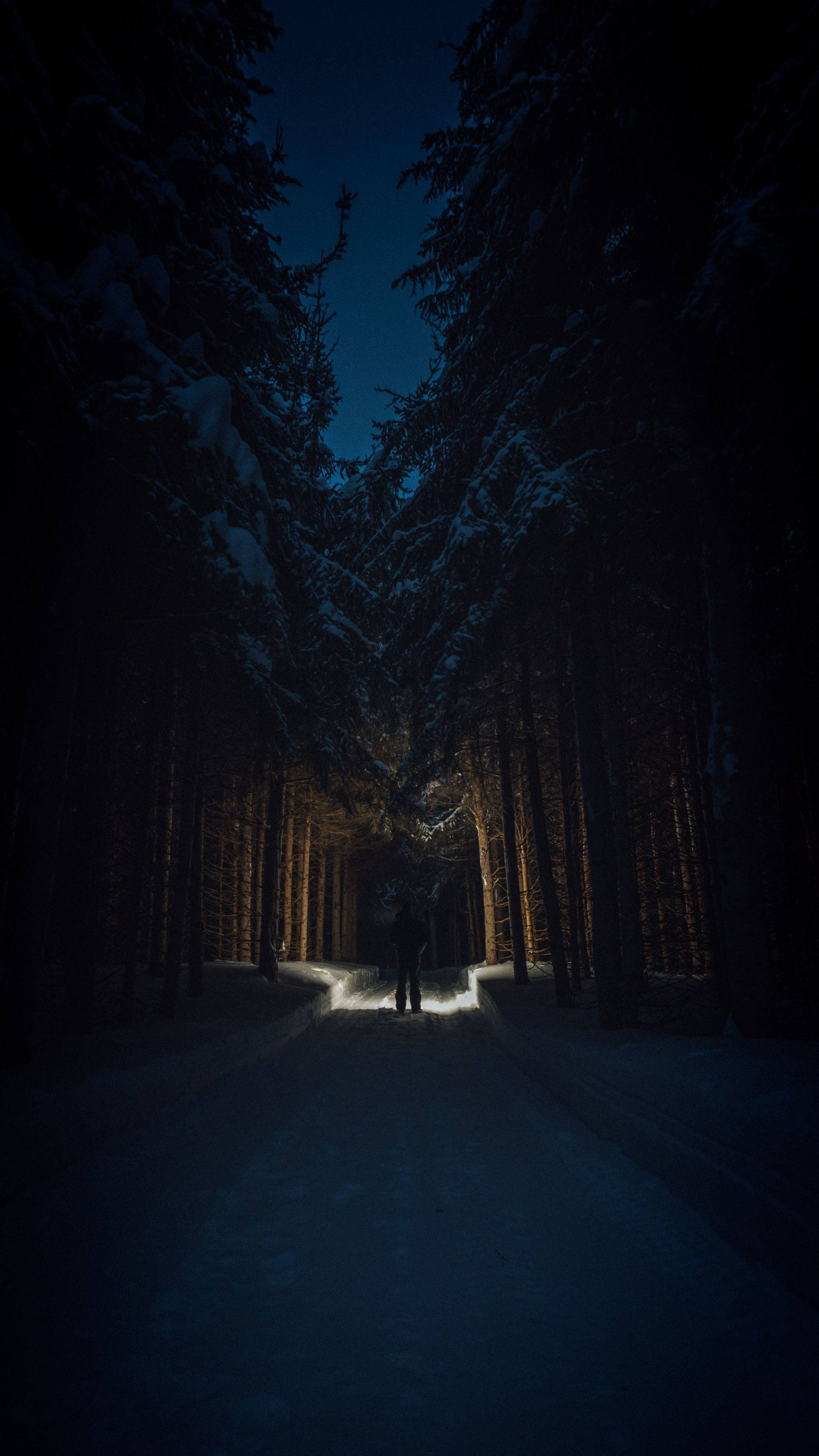 Nat i skoven 4K Ultra HD mørk telefon Wallpapers