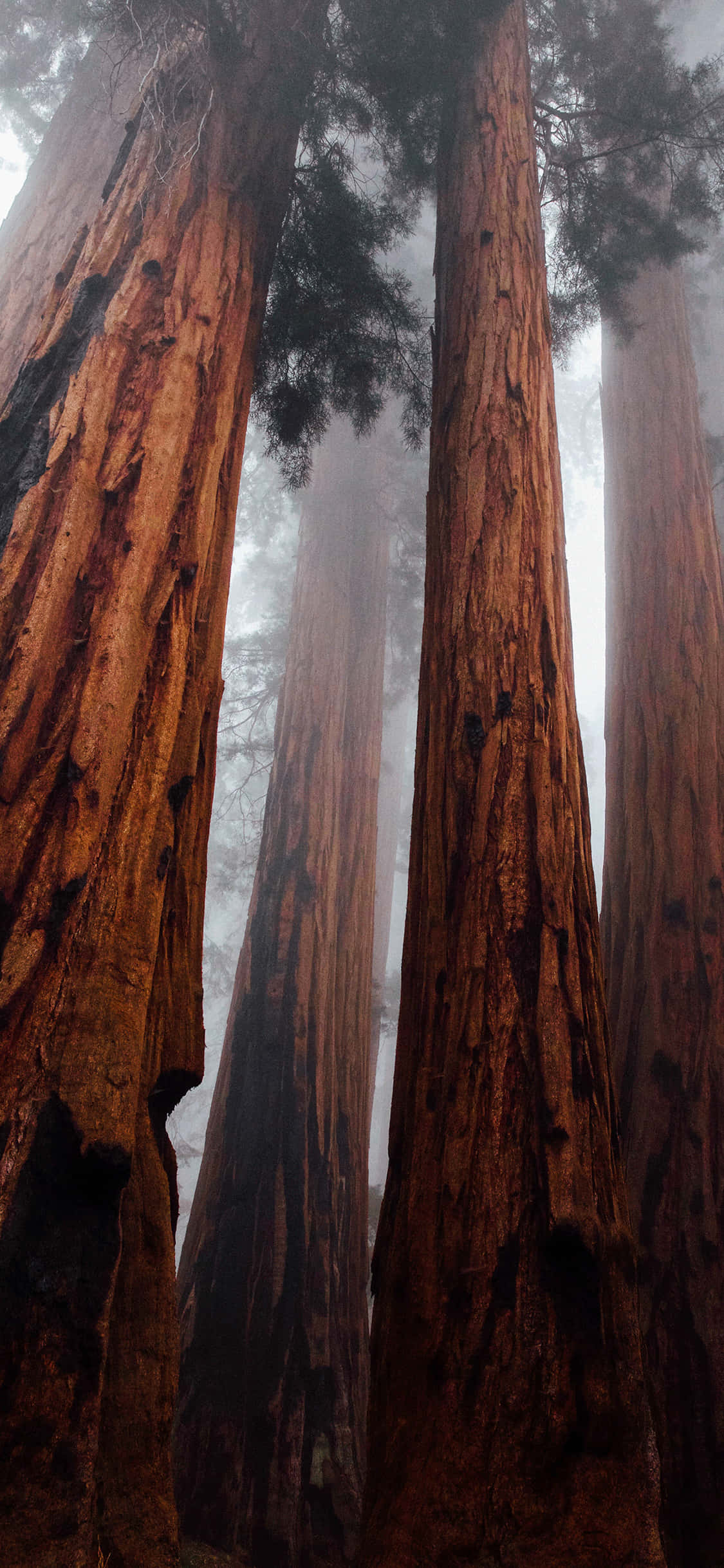 Nature Inspired iPhone Wallpapers