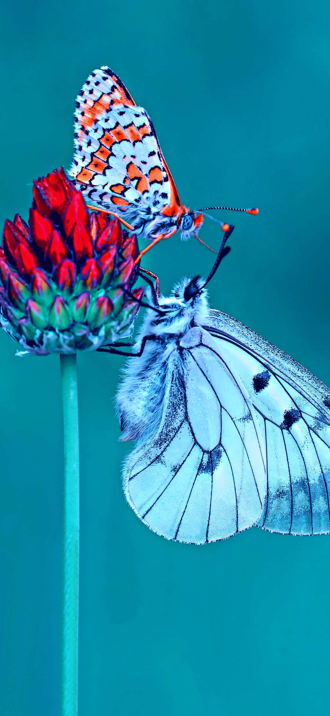 Naturens forfriskende farver Wallpapers