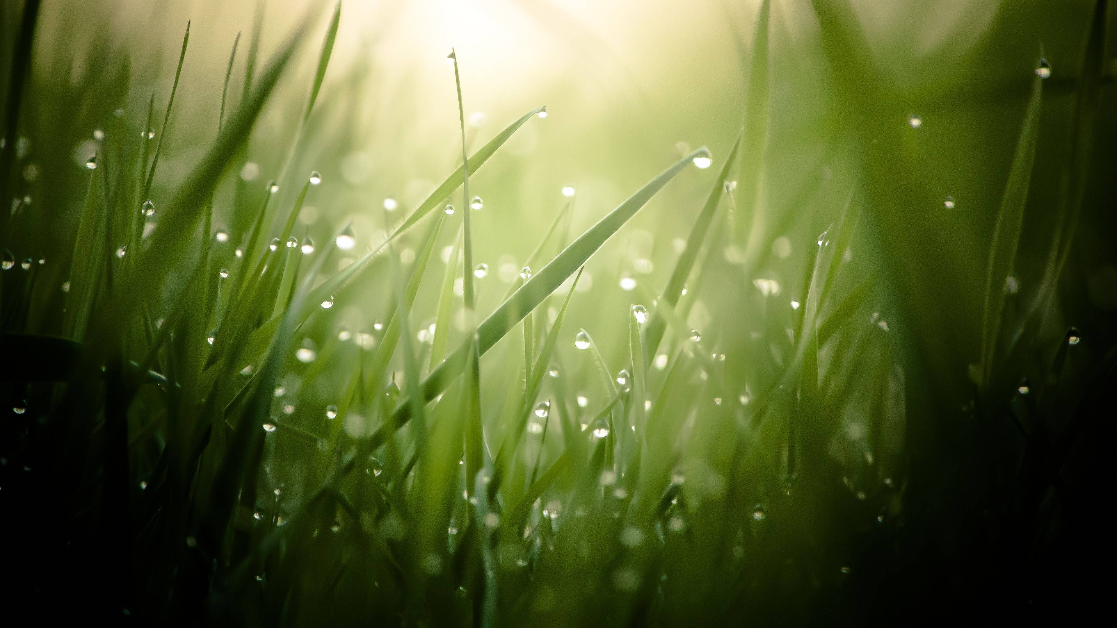 Naturens morgenpragt Wallpapers