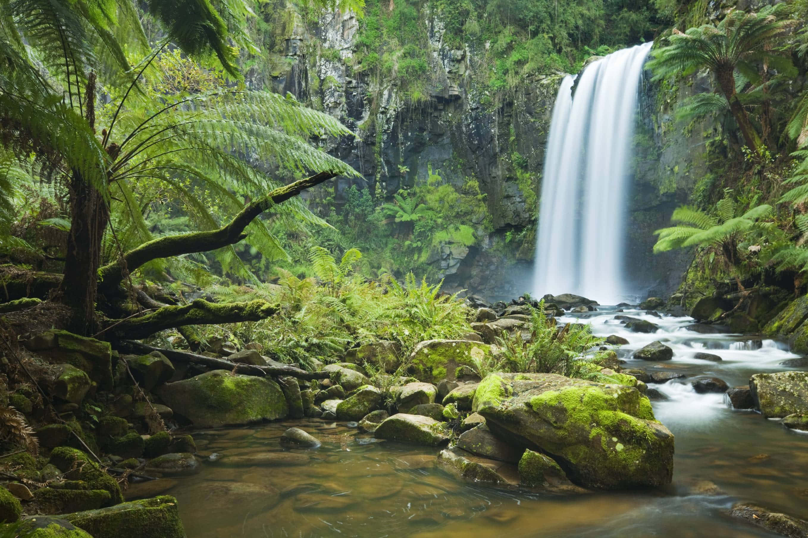Naturens ro kan mærkes i det frodige landskab i en tropisk jungle. Wallpapers