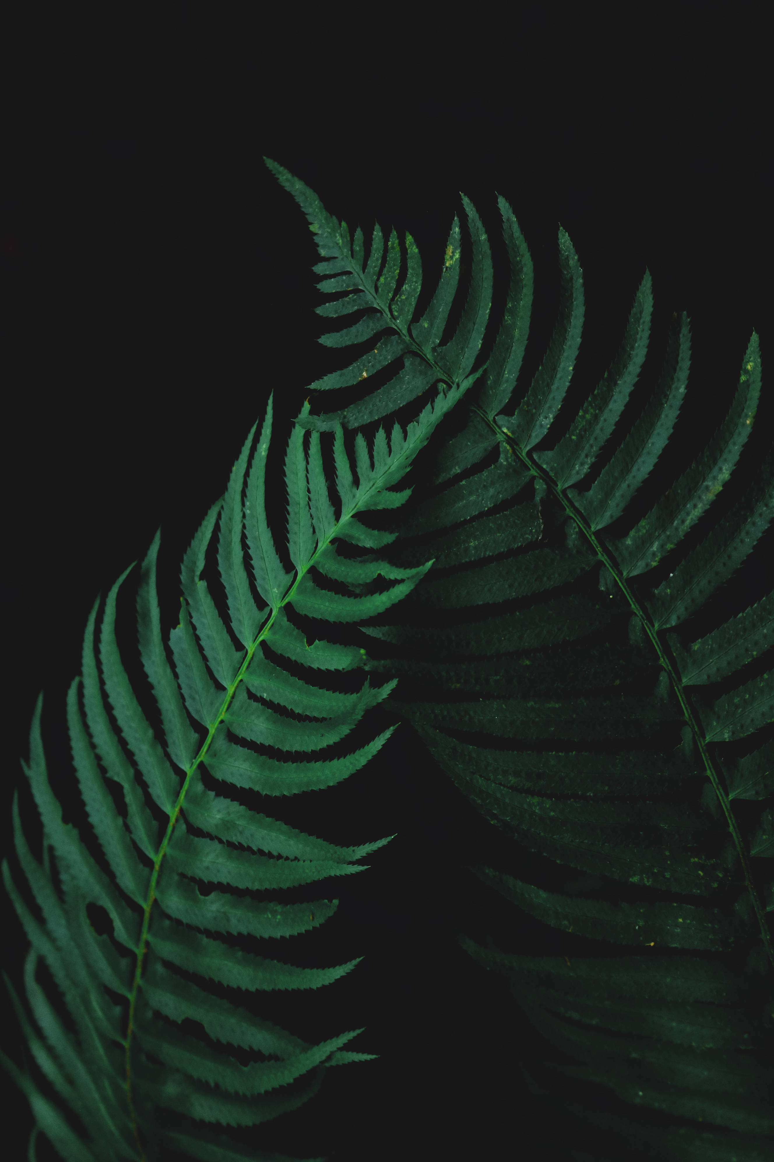Naturens skønhed fremhæves i disse livlige bregneblade. Wallpapers