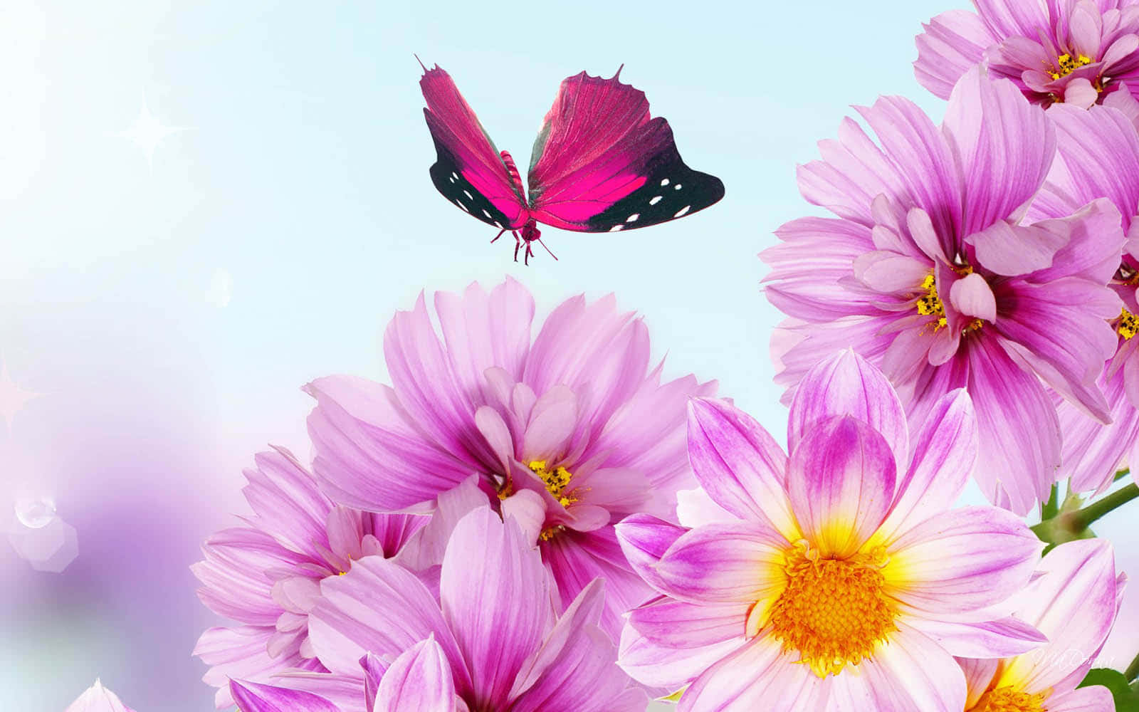 Naturens skønhed i fuldt flor Wallpapers