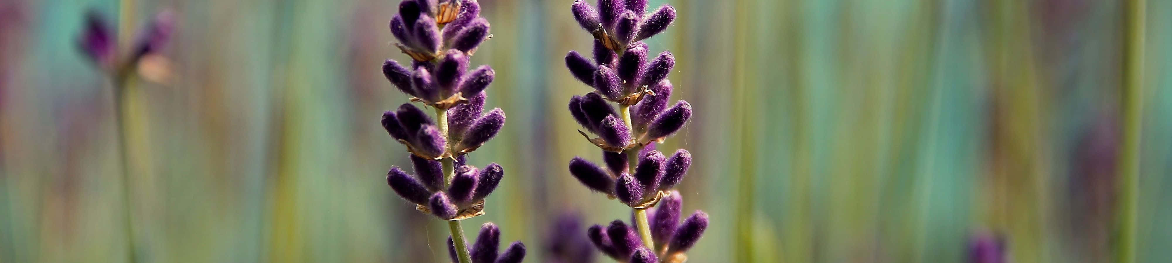 "Naturens skønhed" Wallpapers