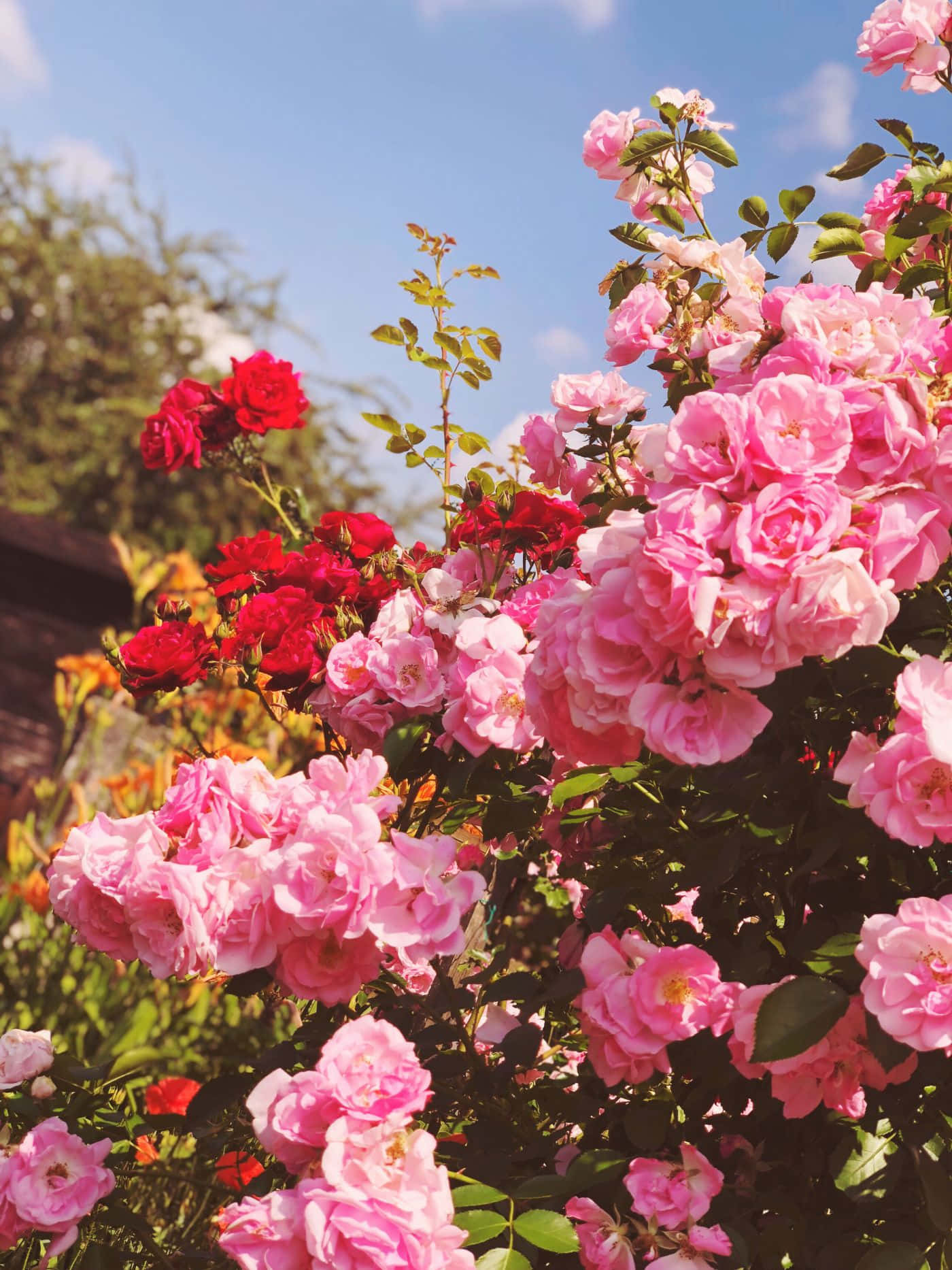 Naturens skønhed - Æstetisk blomst Wallpapers