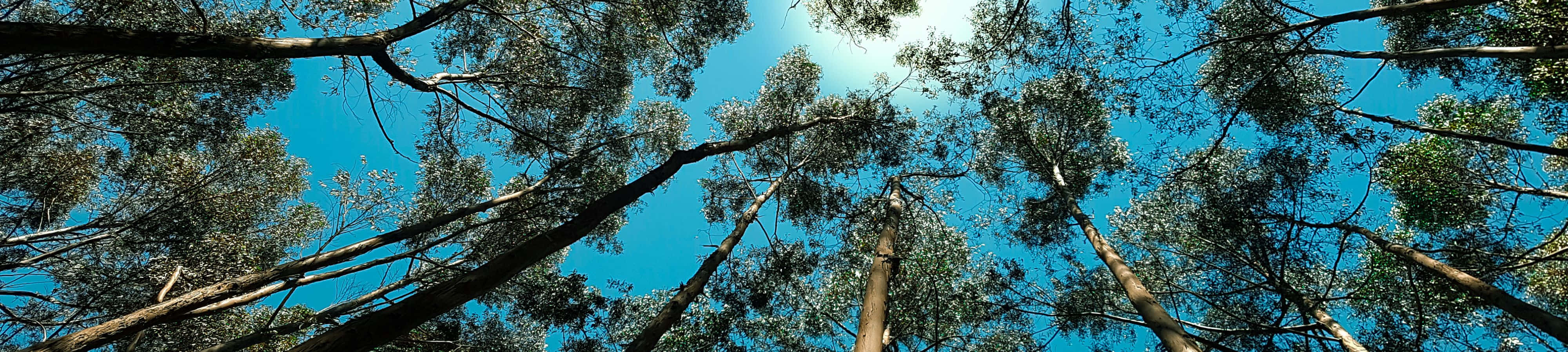 Naturens skønhed i 4K-opløsning Wallpapers