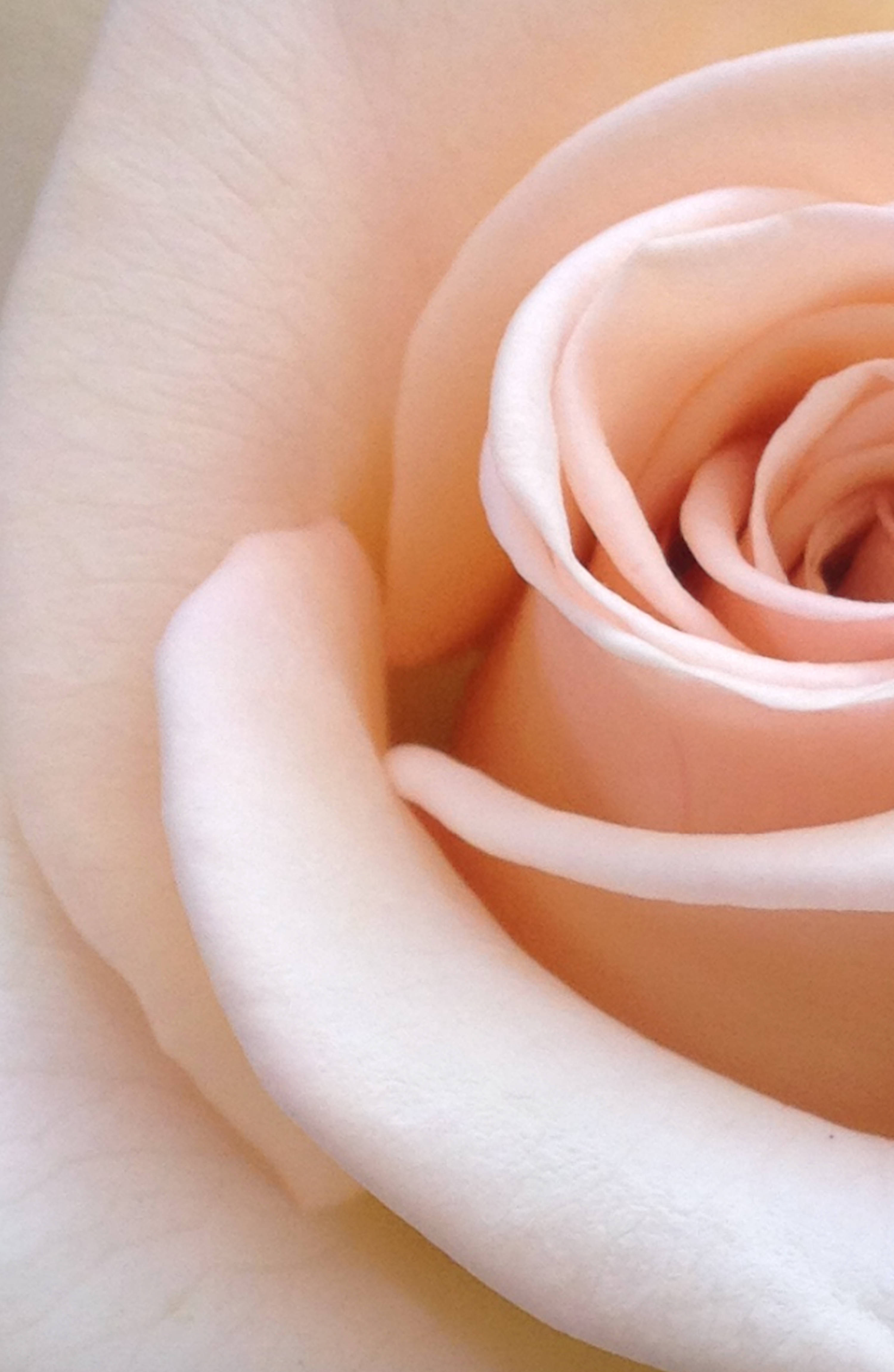 Naturens tiltrækning - en fantastisk levende rød rose Wallpapers