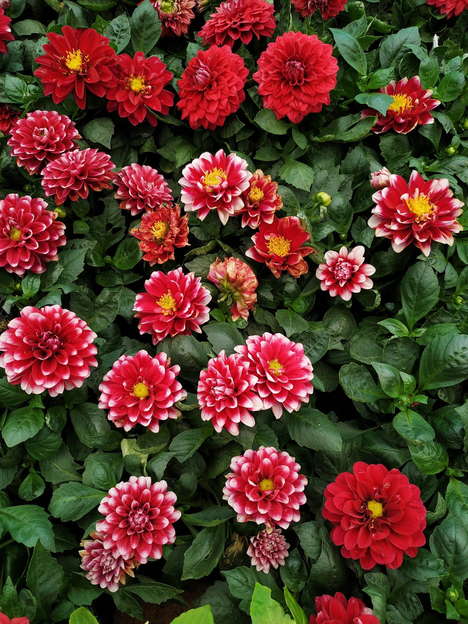 Nellike Blomst iPhone Wallpapers