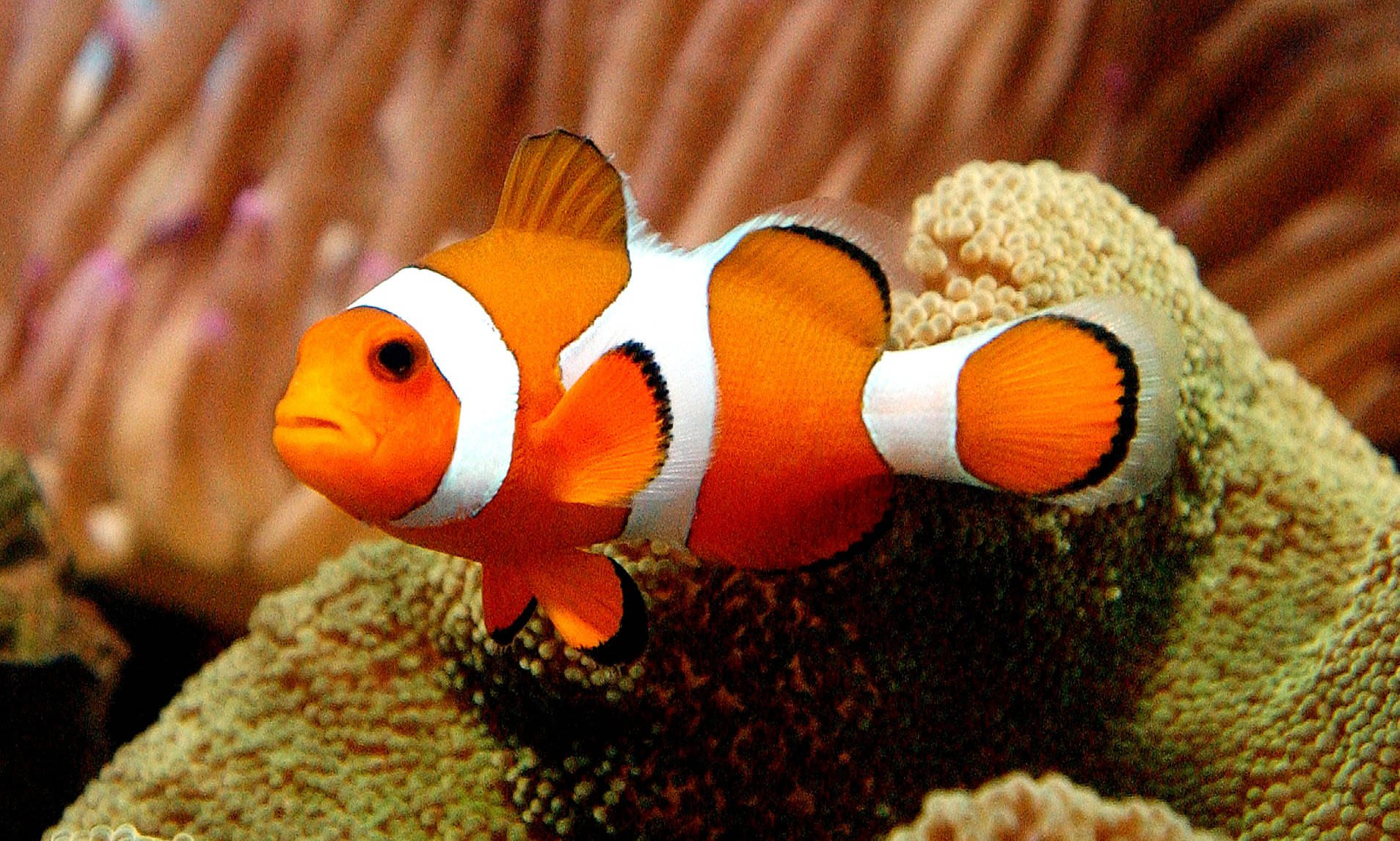 Nemo Fed Fisk På Koralrev Wallpapers