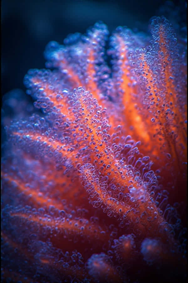 Neon Coral Polyps Close-Up – 8K Makro Underwater Wallpapers