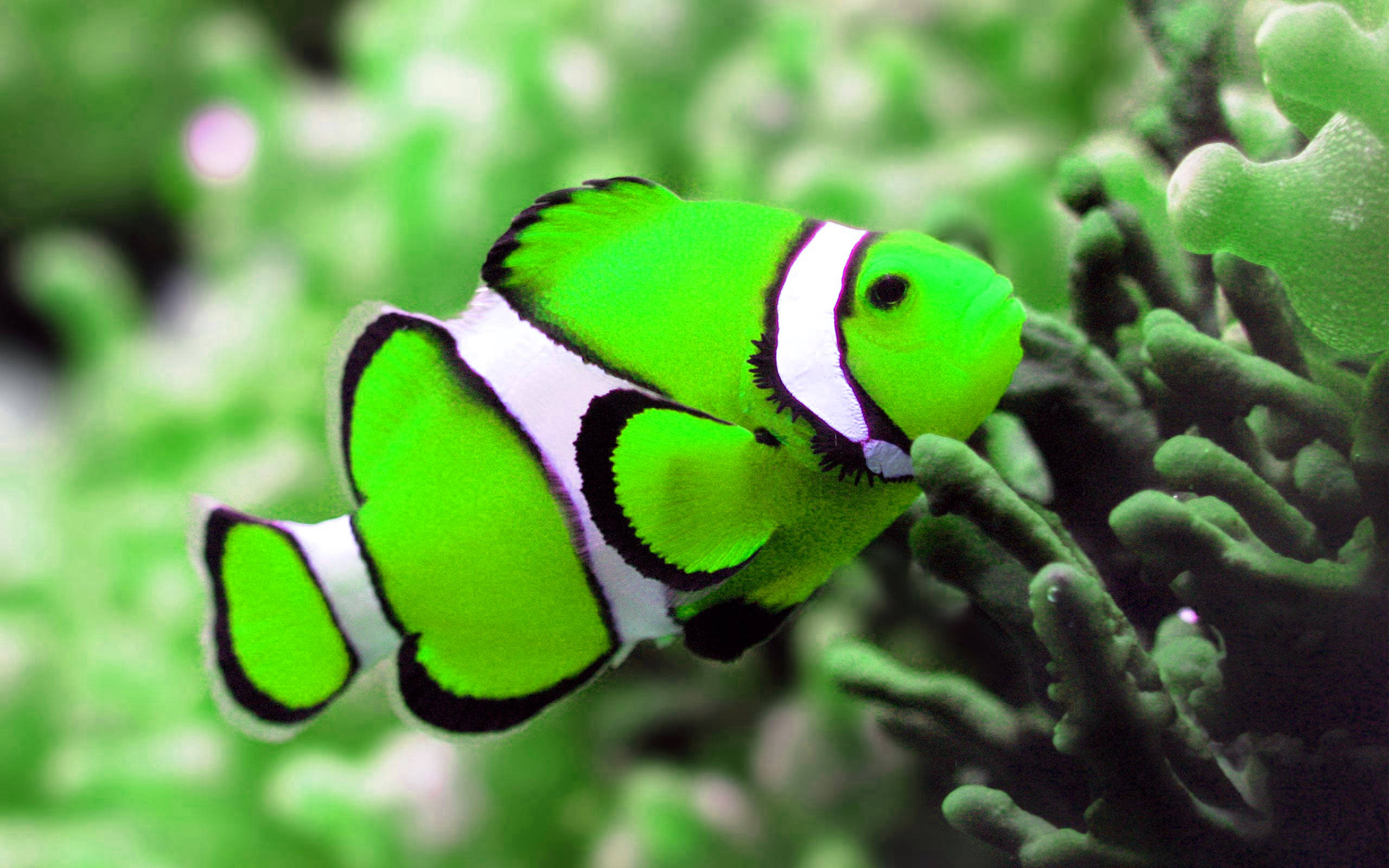 Neongrøn sej fisk Wallpapers
