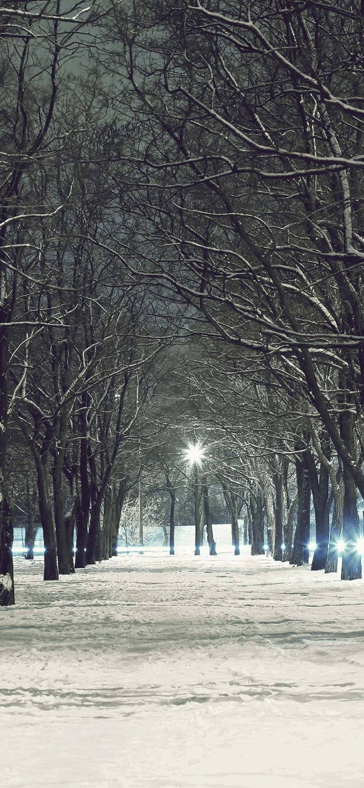 Nøgne Træer iPhone XS Max Vinter Baggrund Wallpapers