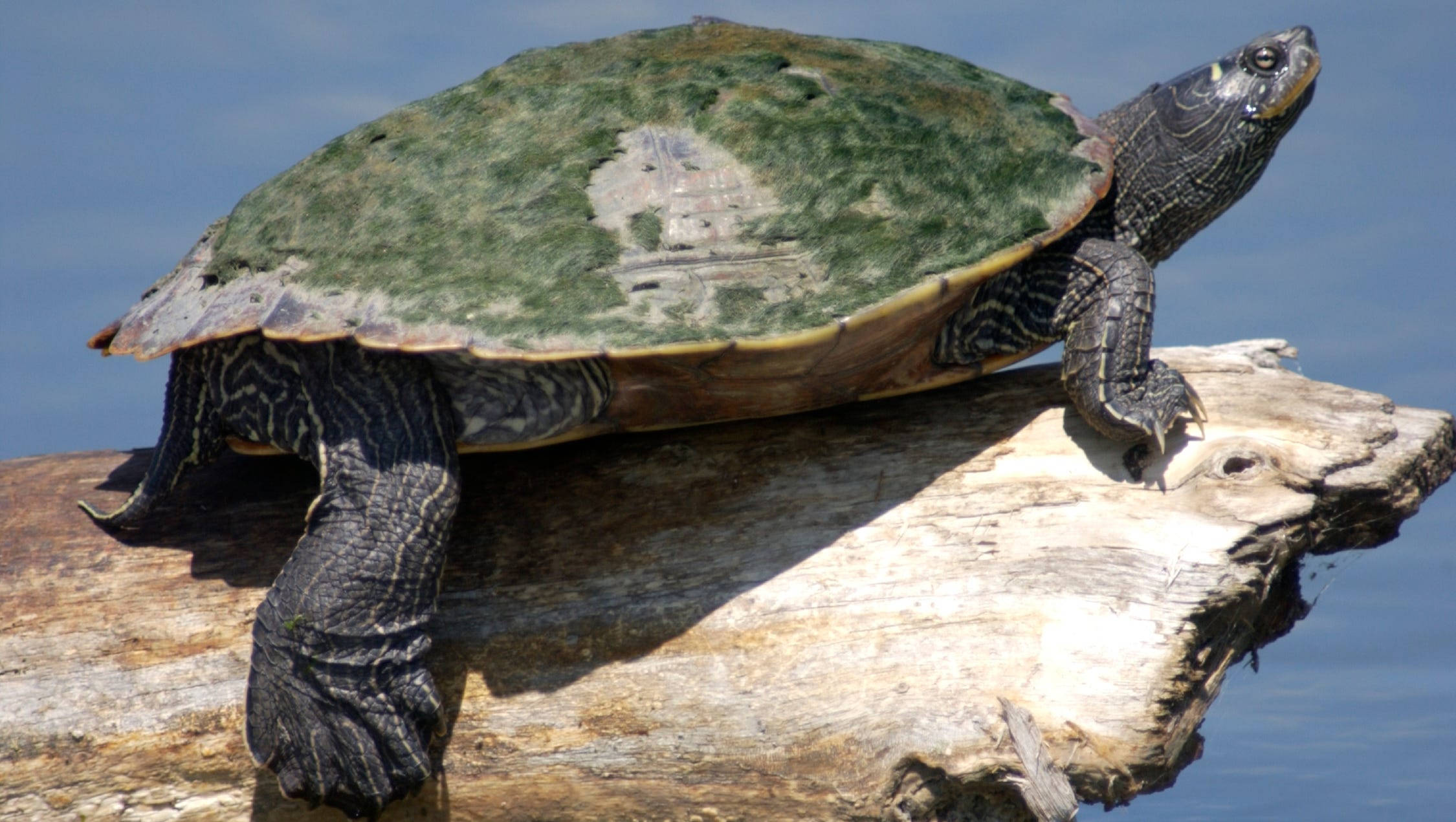 Nordlig kortskildpadde balancerer på en trægren Wallpapers