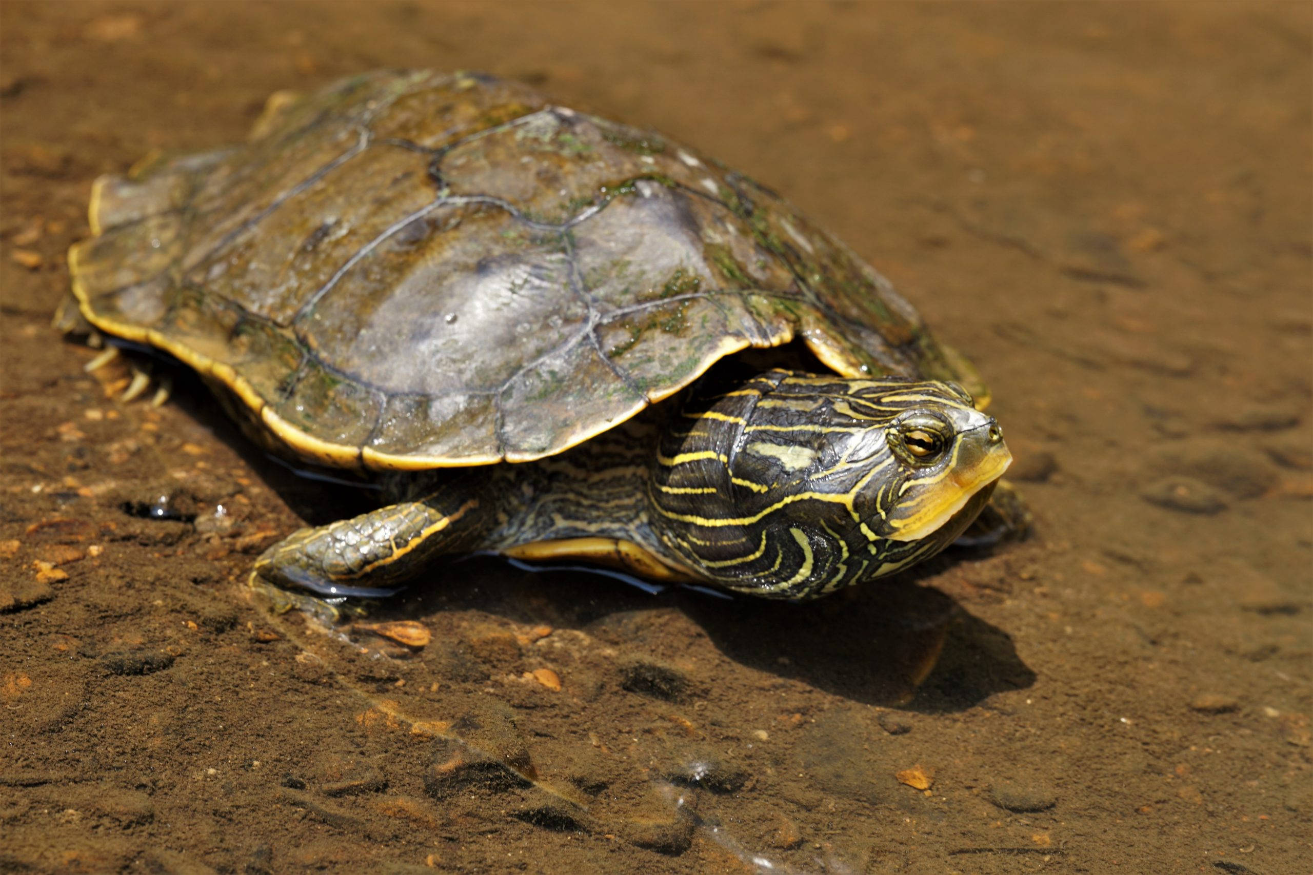 Nordlig landkortskildpadde hviler i floden Wallpapers