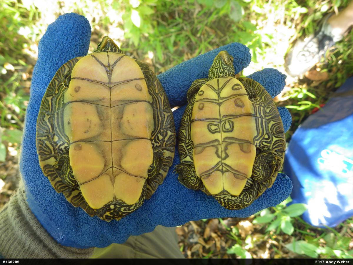 Nordlige kortskildpadders plastron Wallpapers