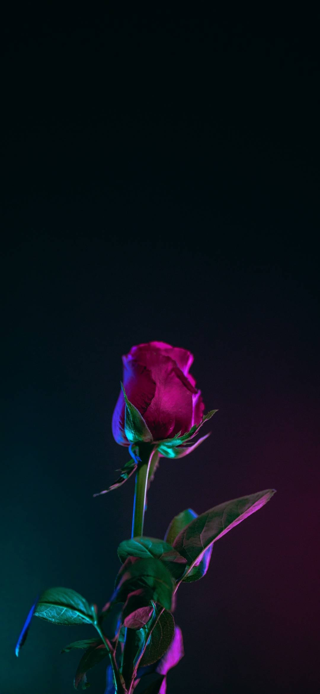 Note 10 Plus Red Rose Wallpapers