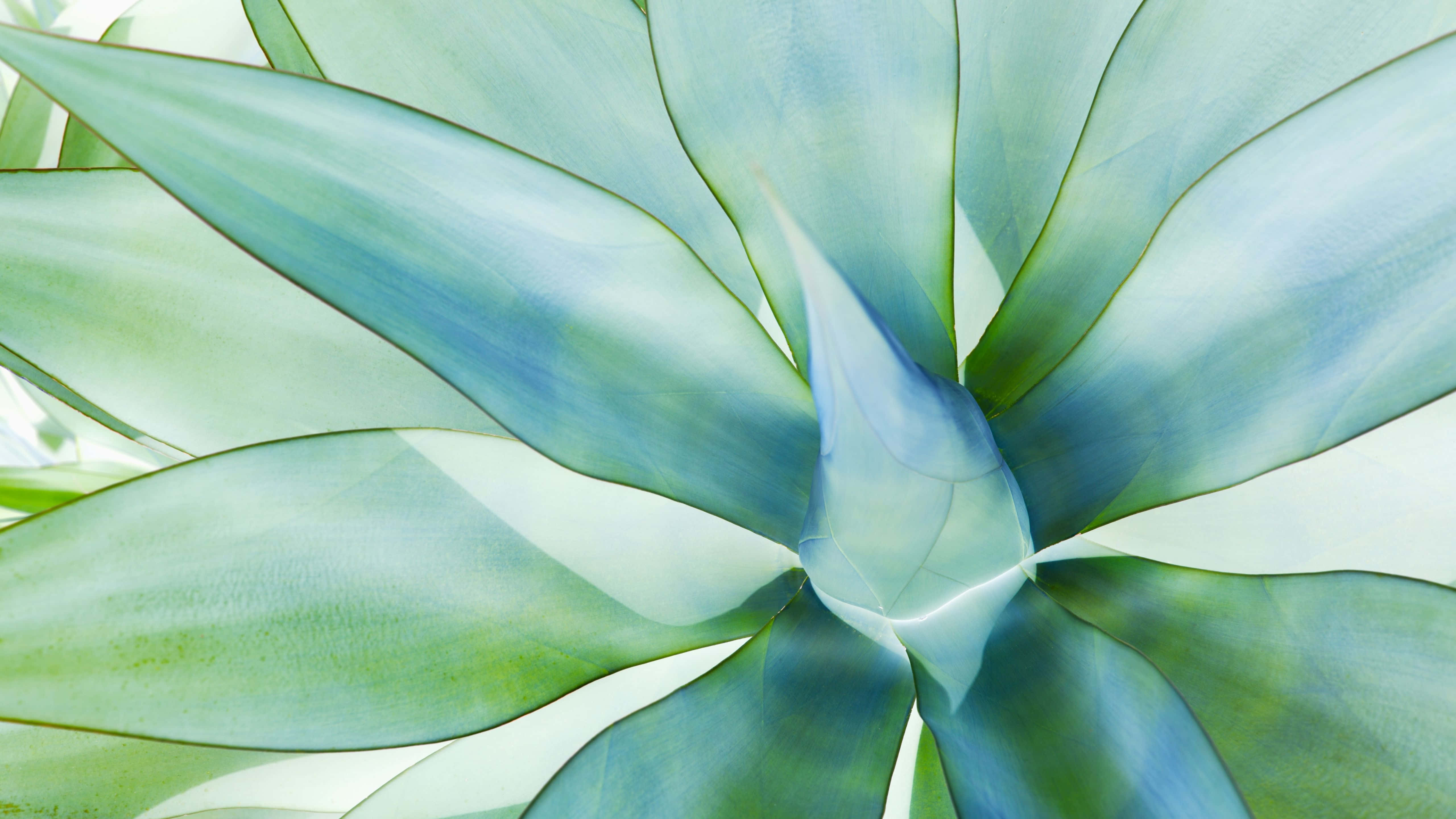 nærbillede af en grøn plante Wallpapers