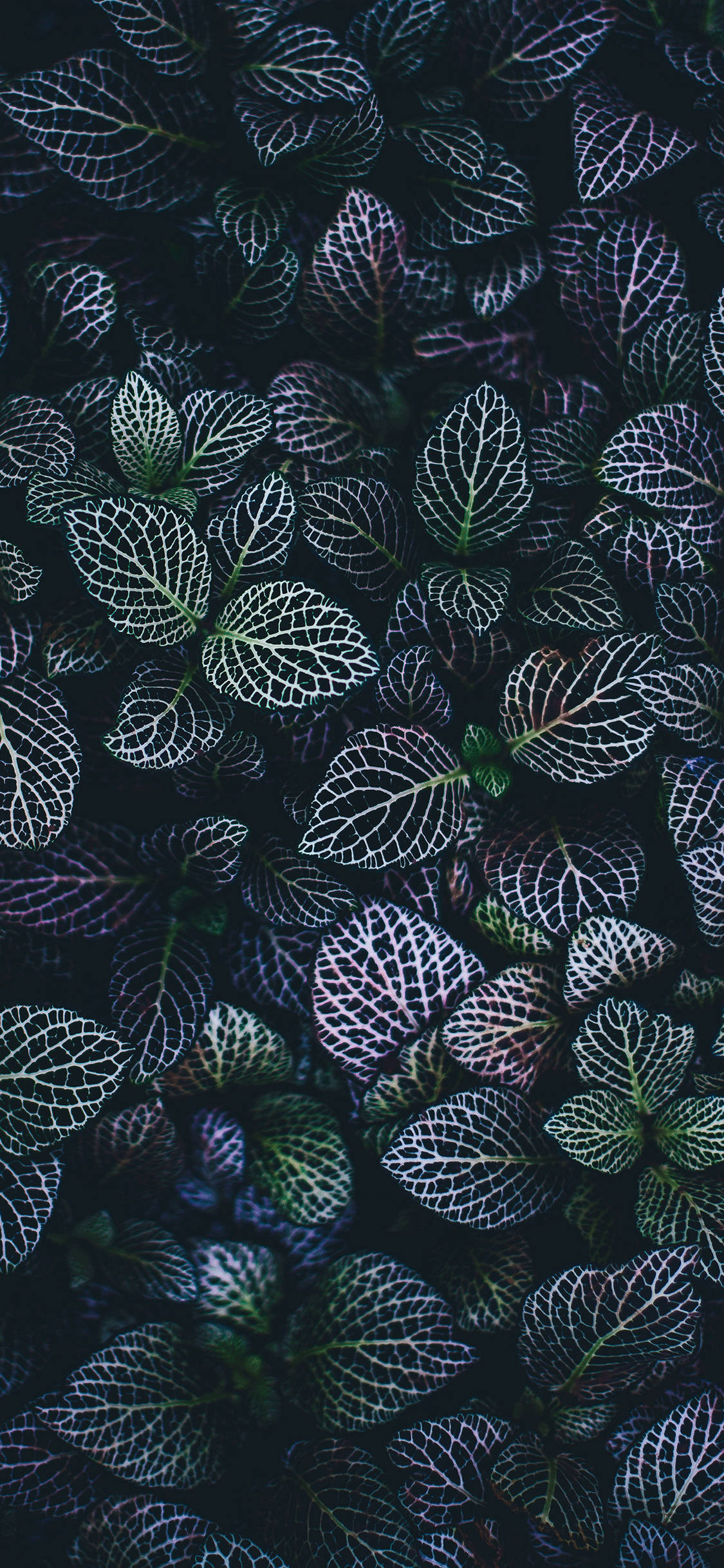 nærbillede af en mørkegrøn plante Wallpapers