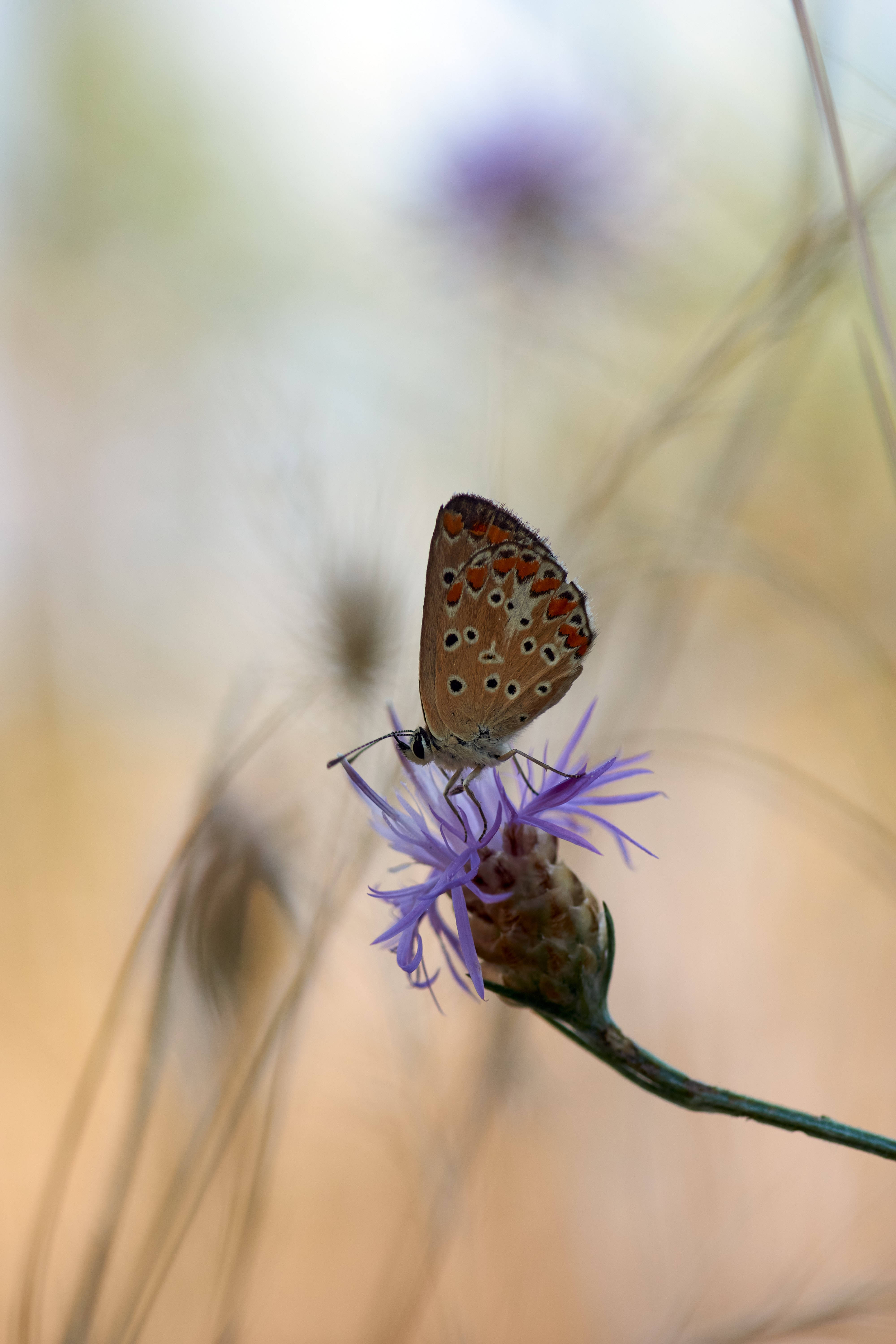 Nærbillede af en smuk Karner Blue-sommerfugl Wallpapers
